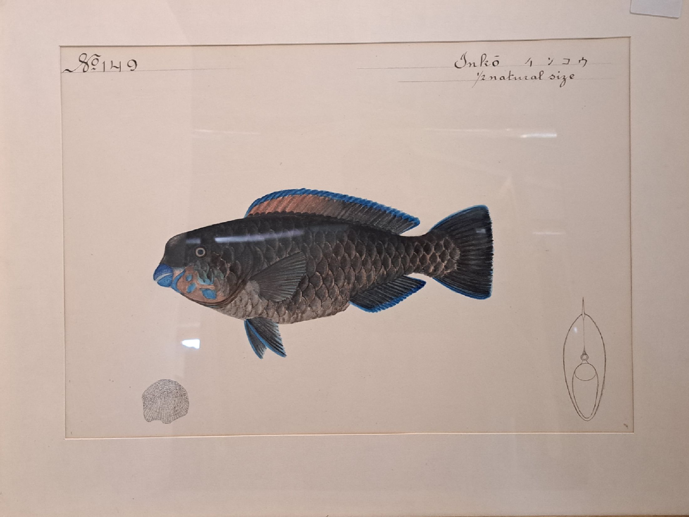 Detail f: 8 Grafiken mit Fischdarstellungen, um 1900, davon 6 Farblithos mit japanischer und englischer Beschriftung, je ca. 32x46cm, PP, u.Gl., R., ca. ...