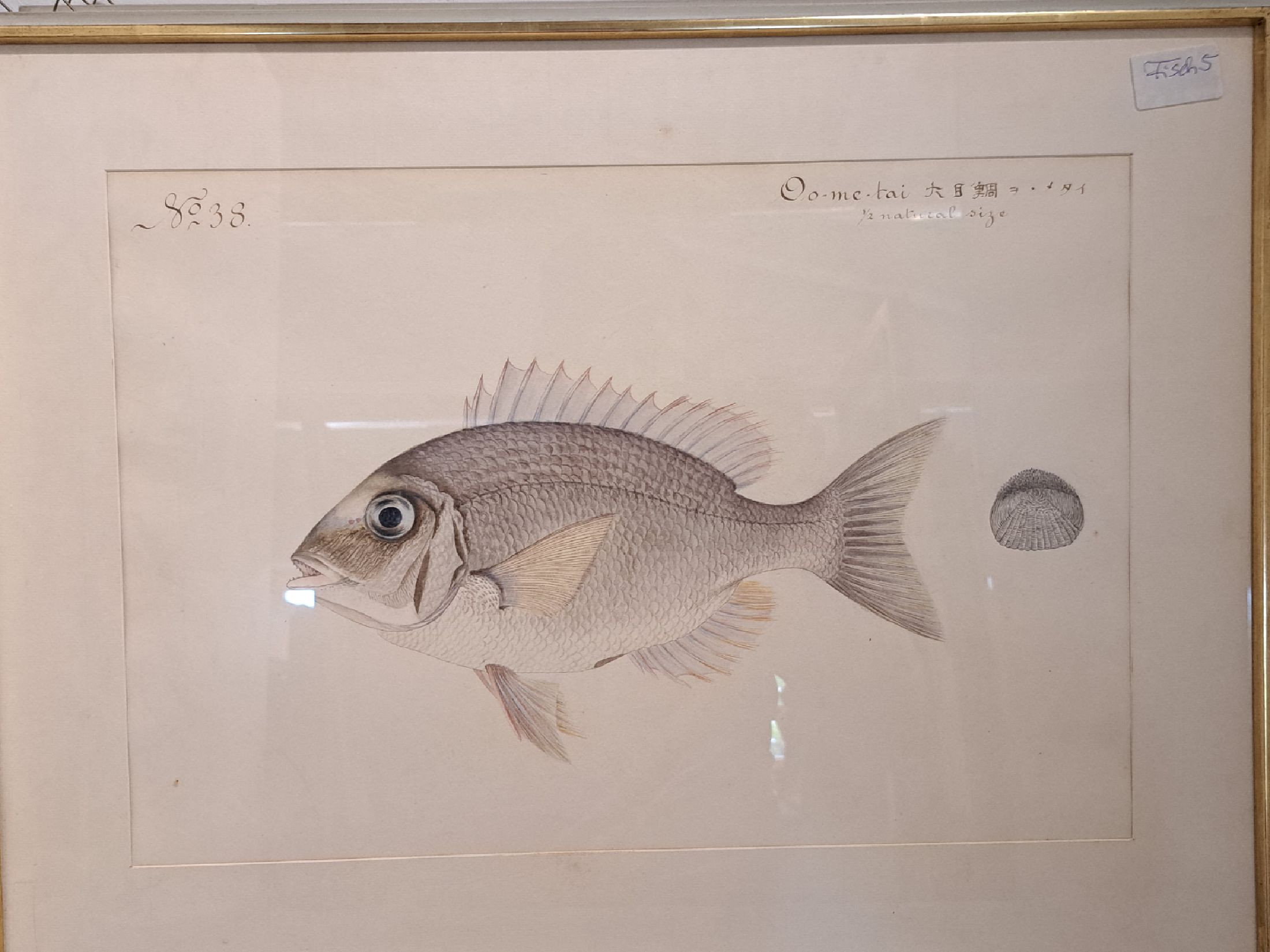 Detail g: 8 Grafiken mit Fischdarstellungen, um 1900, davon 6 Farblithos mit japanischer und englischer Beschriftung, je ca. 32x46cm, PP, u.Gl., R., ca. ...