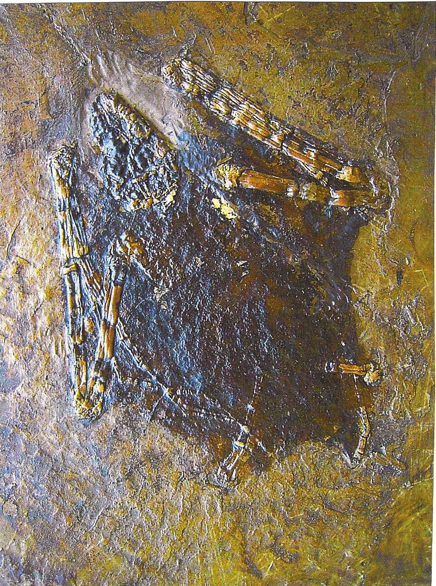 Detail a: Seltene fossile Fledermaus "Palaeochiropteryx Tupaidon", ca. 40 Millionen Jahre alt, vollständig erhalten, außergewöhnlich feine ...