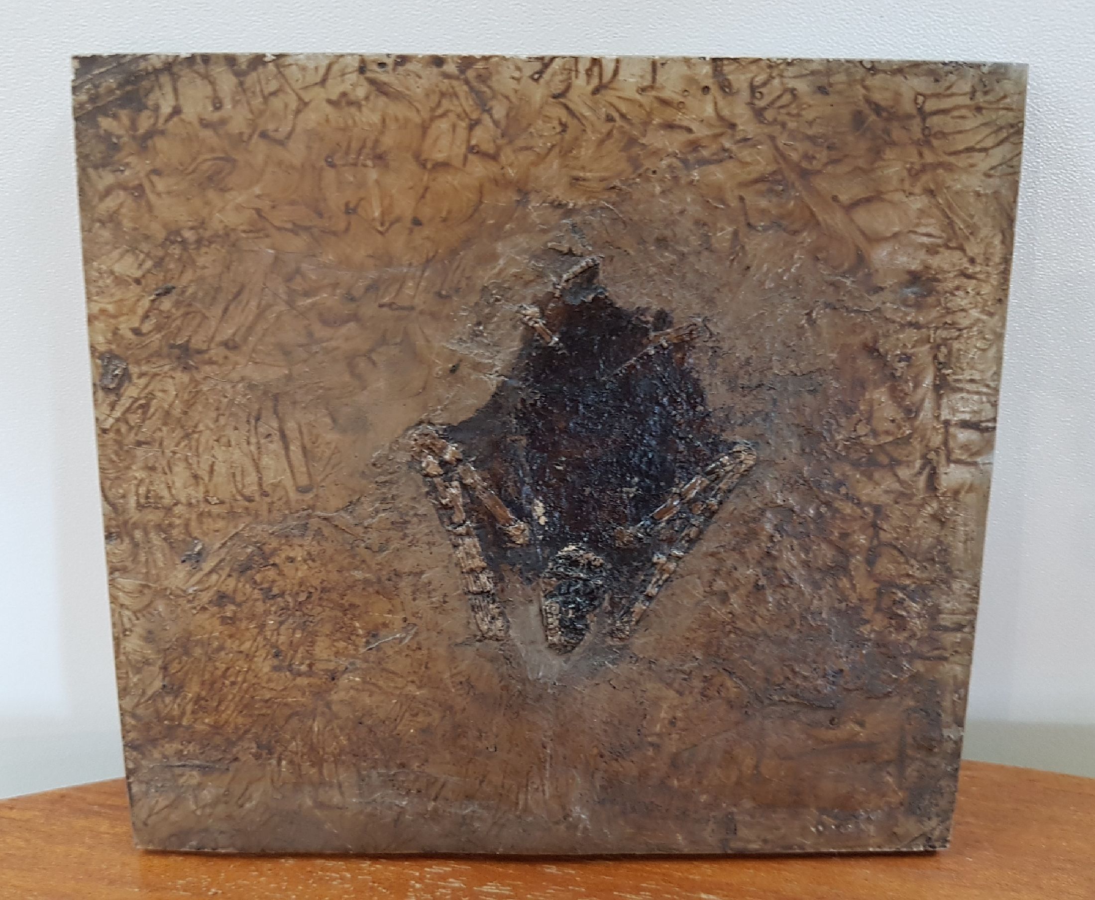 Detail b: Seltene fossile Fledermaus "Palaeochiropteryx Tupaidon", ca. 40 Millionen Jahre alt, vollständig erhalten, außergewöhnlich feine ...