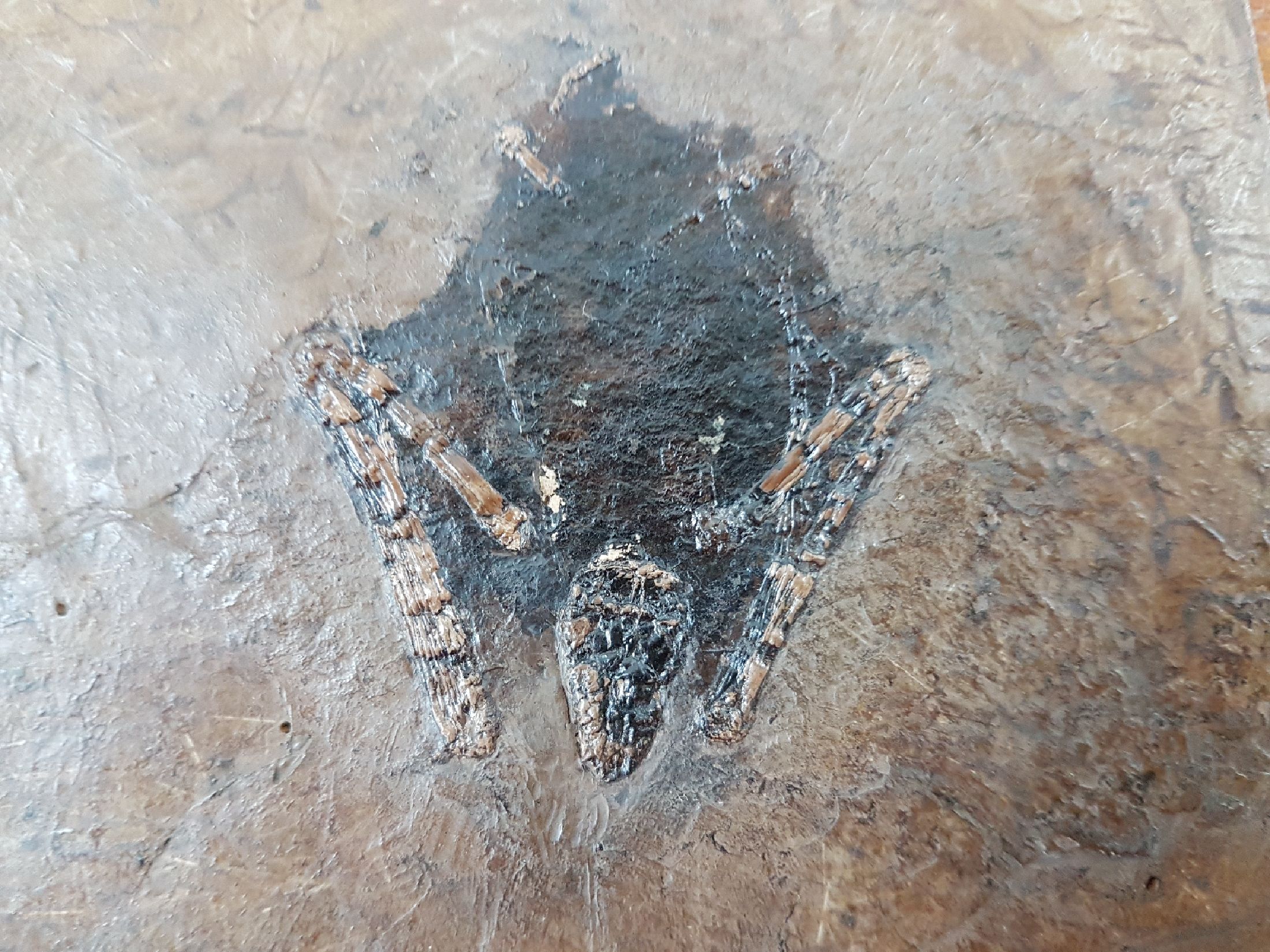 Detail d: Seltene fossile Fledermaus "Palaeochiropteryx Tupaidon", ca. 40 Millionen Jahre alt, vollständig erhalten, außergewöhnlich feine ...