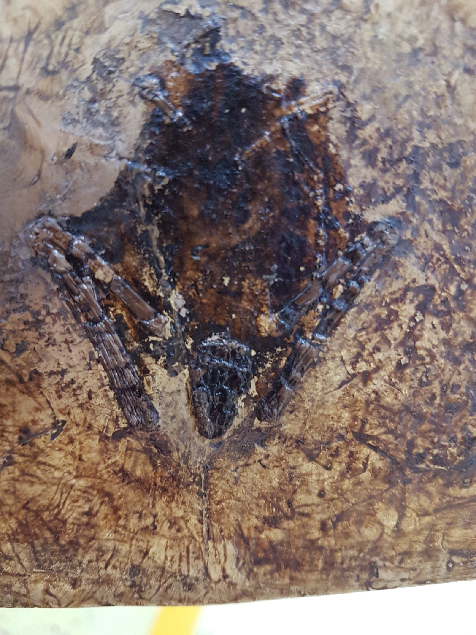 Detail e: Seltene fossile Fledermaus "Palaeochiropteryx Tupaidon", ca. 40 Millionen Jahre alt, vollständig erhalten, außergewöhnlich feine ...