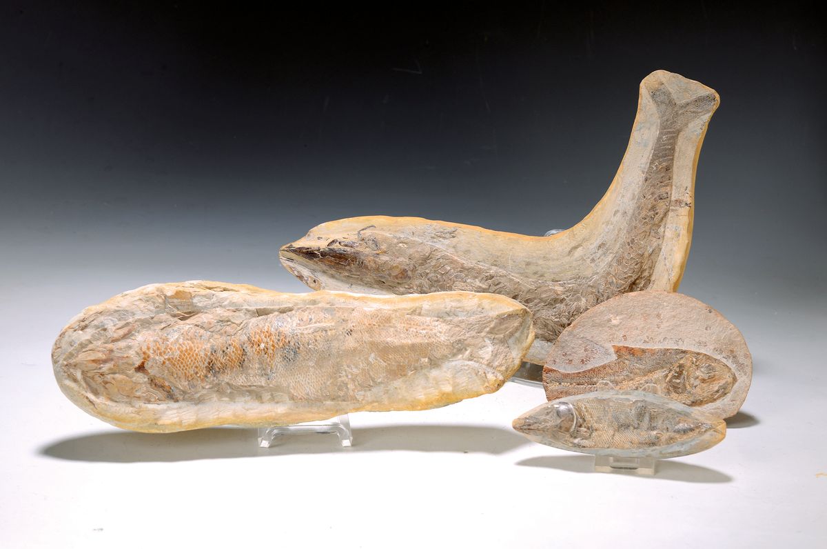 4 versteinerte Fische, Fundort Südamerika, ca. 80 Mio Jahre alt, 1x mit besonders schön präparierten Schuppen, L. ca. 31cm, 1x Länge ca. 40cm; 1x ...