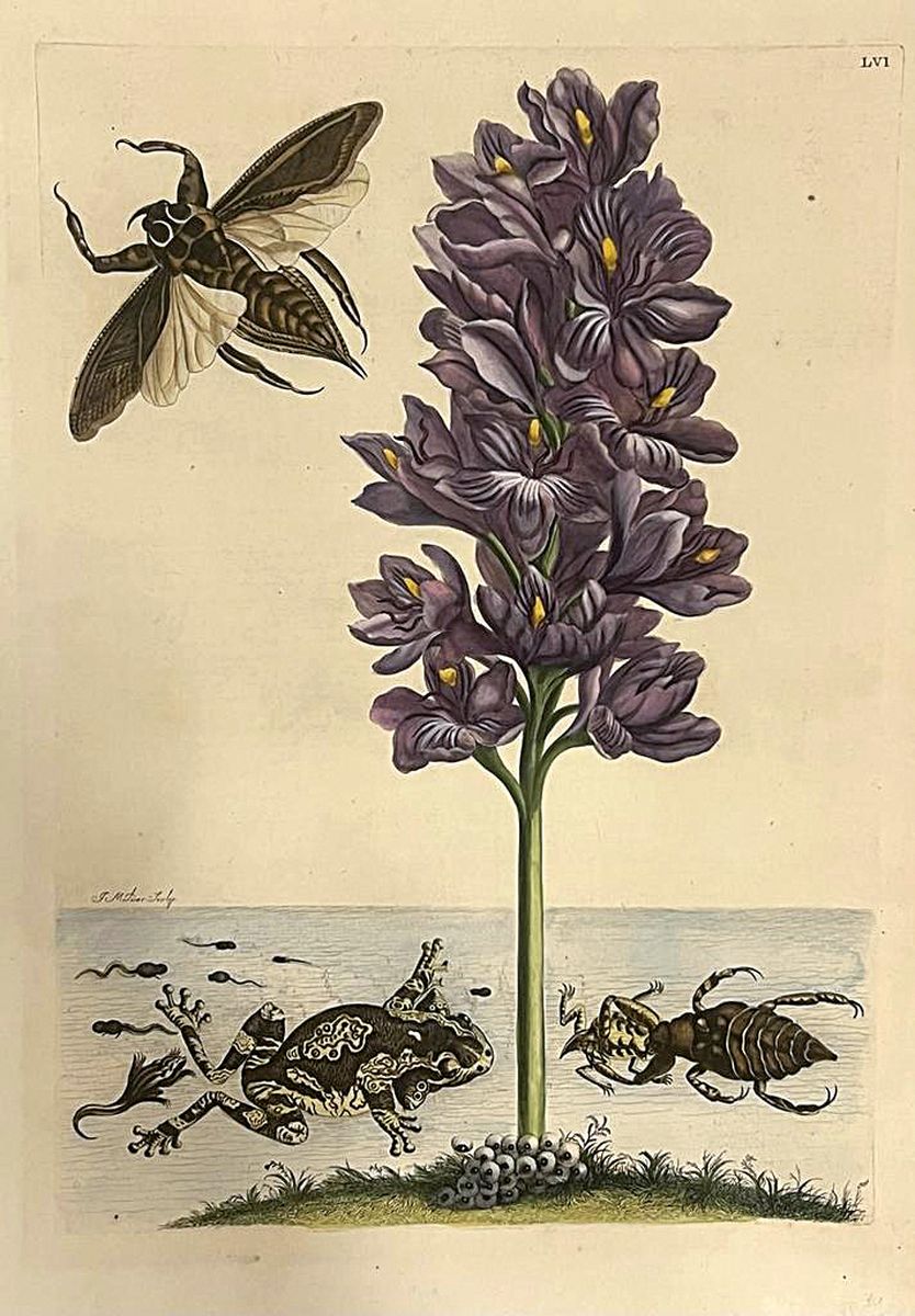Maria Sybilla Merian, 1647-1717, Kupferstich, 1705, stammt aus dem Kupferstichwerk Metamorphosis Insectorum Surinamensium", ca. 40x30 cm