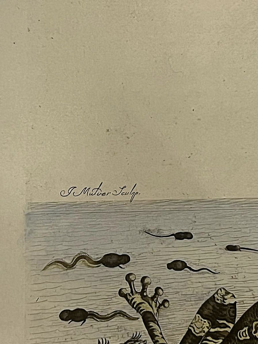 Detail a: Maria Sybilla Merian, 1647-1717, Kupferstich, 1705, stammt aus dem Kupferstichwerk Metamorphosis Insectorum Surinamensium", ca. 40x30 cm