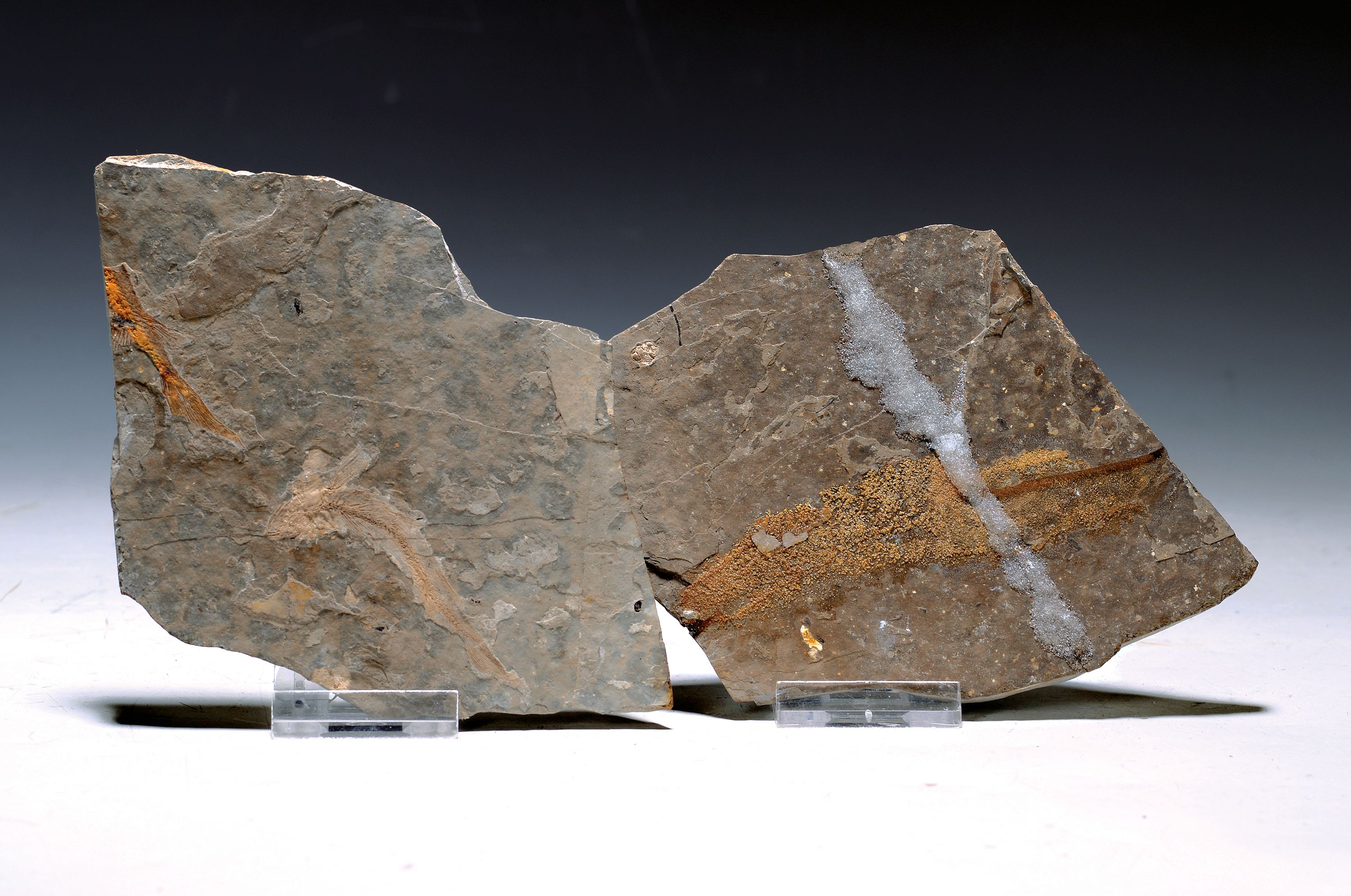 Zwei Lycoptera-Pärchen auf Positiv- u. Negativ-Platten, Liaoning (Rehe-Provinz), China, 20 Mio. J. alt, ausgestorbene Fischgattung, die im heutigen ...