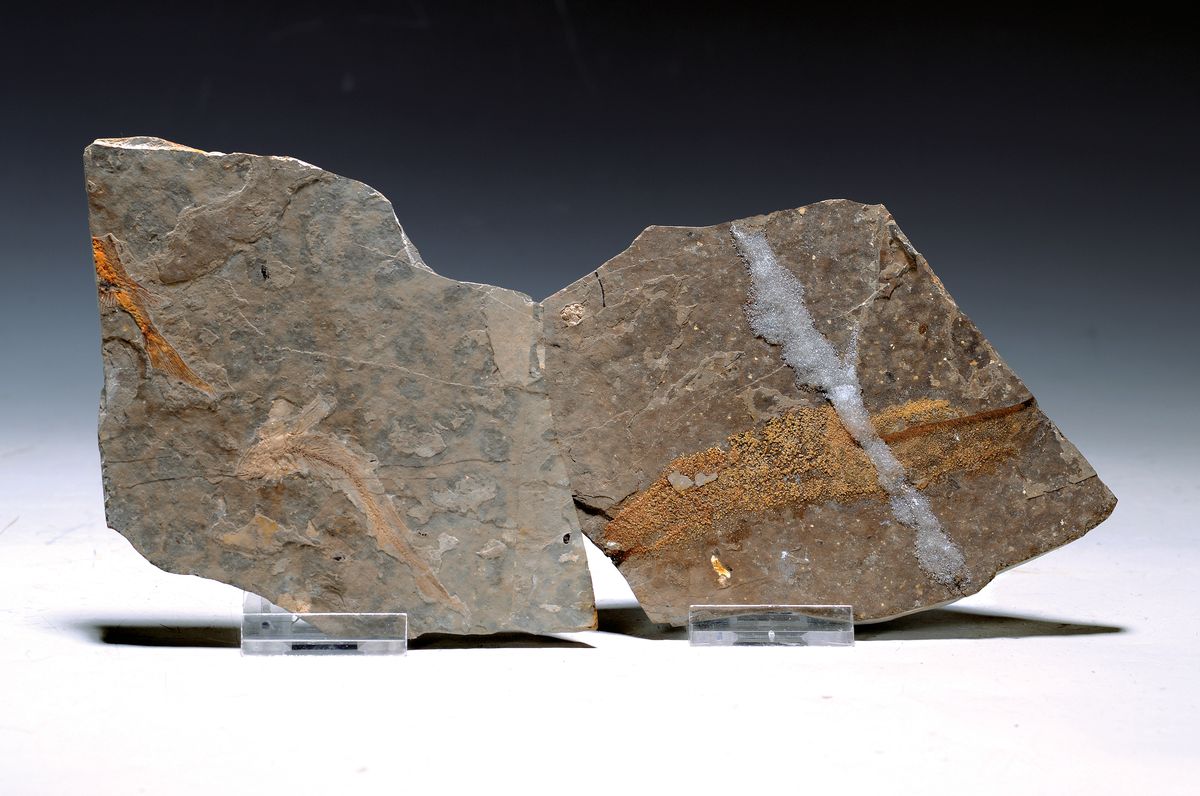 Detail a: Zwei Lycoptera-Pärchen auf Positiv- u. Negativ-Platten, Liaoning (Rehe-Provinz), China, 20 Mio. J. alt, ausgestorbene Fischgattung, die im heutigen ...