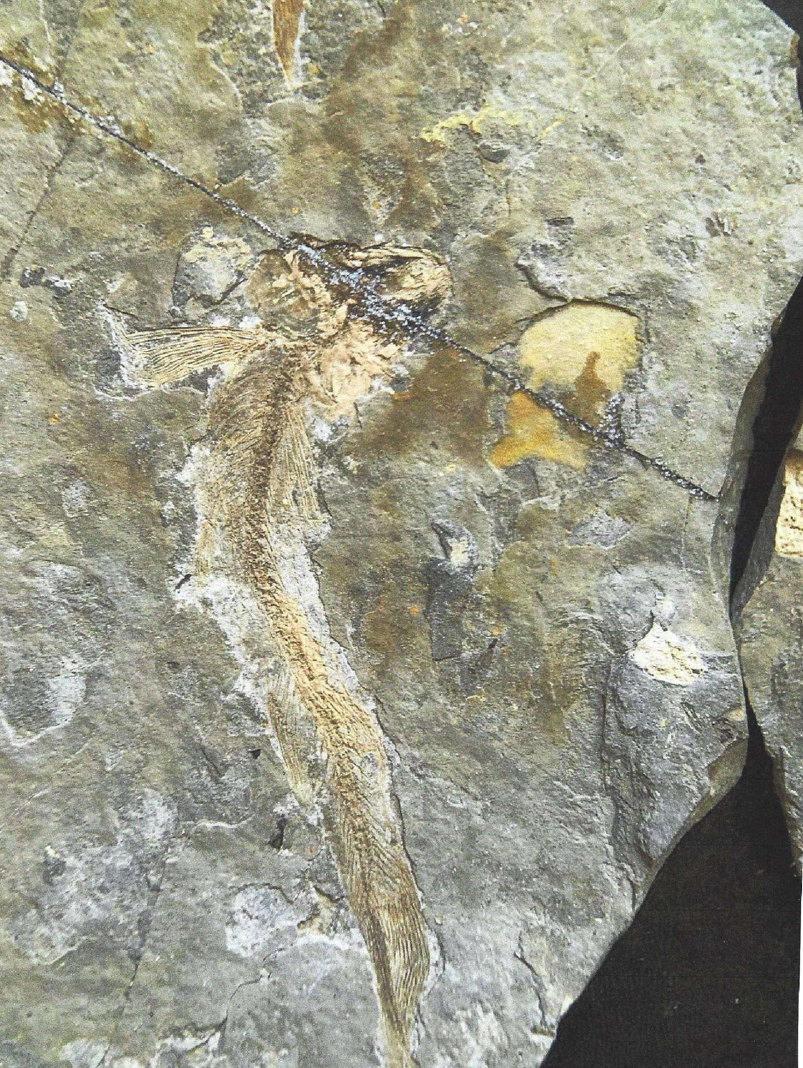 Detail b: Zwei Lycoptera-Pärchen auf Positiv- u. Negativ-Platten, Liaoning (Rehe-Provinz), China, 20 Mio. J. alt, ausgestorbene Fischgattung, die im heutigen ...