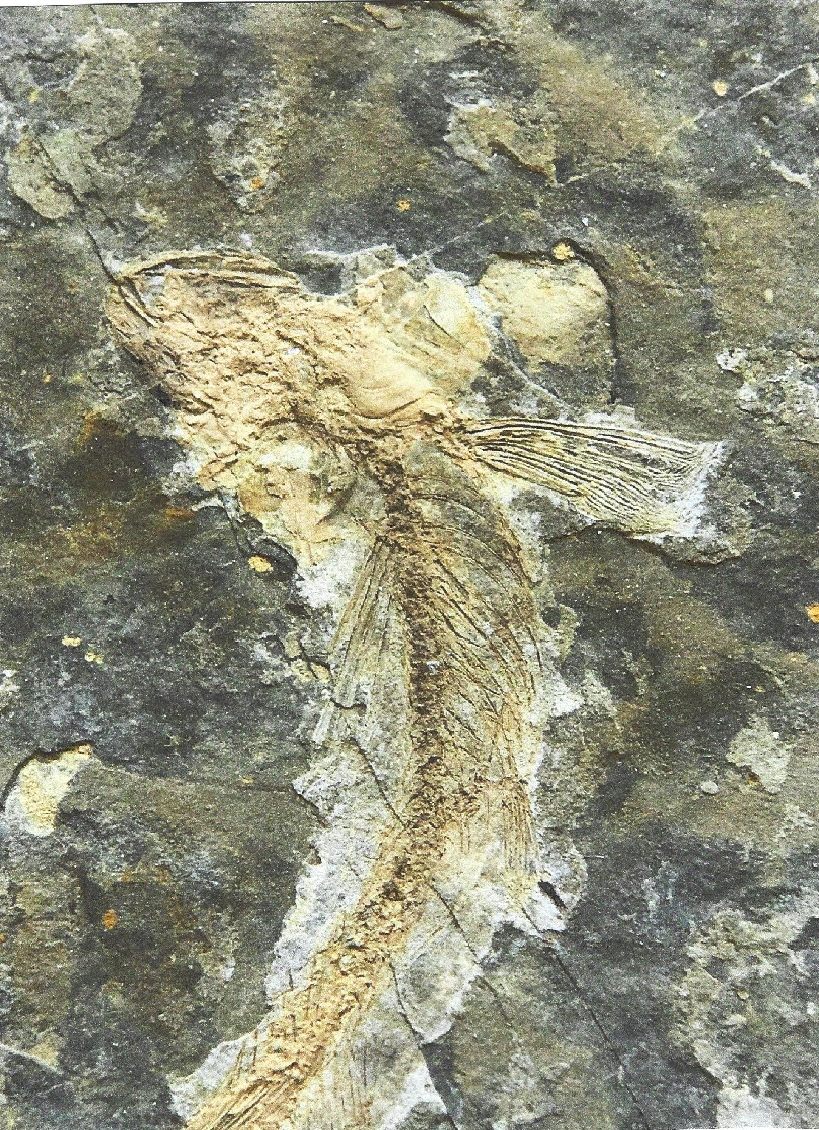 Detail c: Zwei Lycoptera-Pärchen auf Positiv- u. Negativ-Platten, Liaoning (Rehe-Provinz), China, 20 Mio. J. alt, ausgestorbene Fischgattung, die im heutigen ...