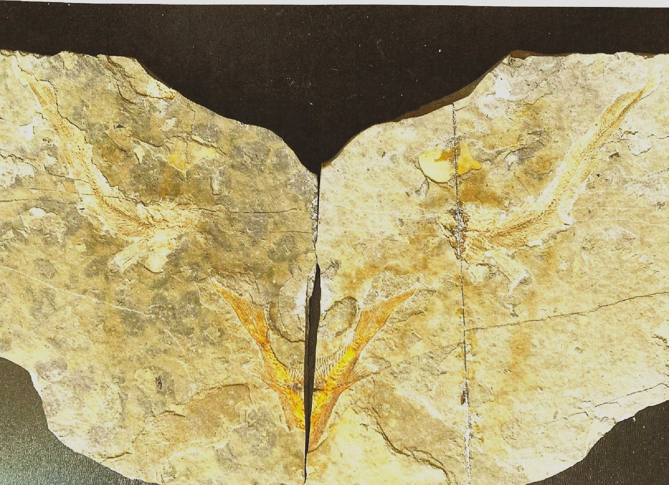 Detail d: Zwei Lycoptera-Pärchen auf Positiv- u. Negativ-Platten, Liaoning (Rehe-Provinz), China, 20 Mio. J. alt, ausgestorbene Fischgattung, die im heutigen ...
