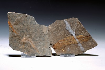 Image 26694621 - Zwei Lycoptera-Pärchen auf Positiv- u. Negativ-Platten, Liaoning (Rehe-Provinz), China, 20 Mio. J. alt