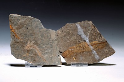 26694621a - Zwei Lycoptera-Pärchen auf Positiv- u. Negativ-Platten, Liaoning (Rehe-Provinz), China, 20 Mio. J. alt