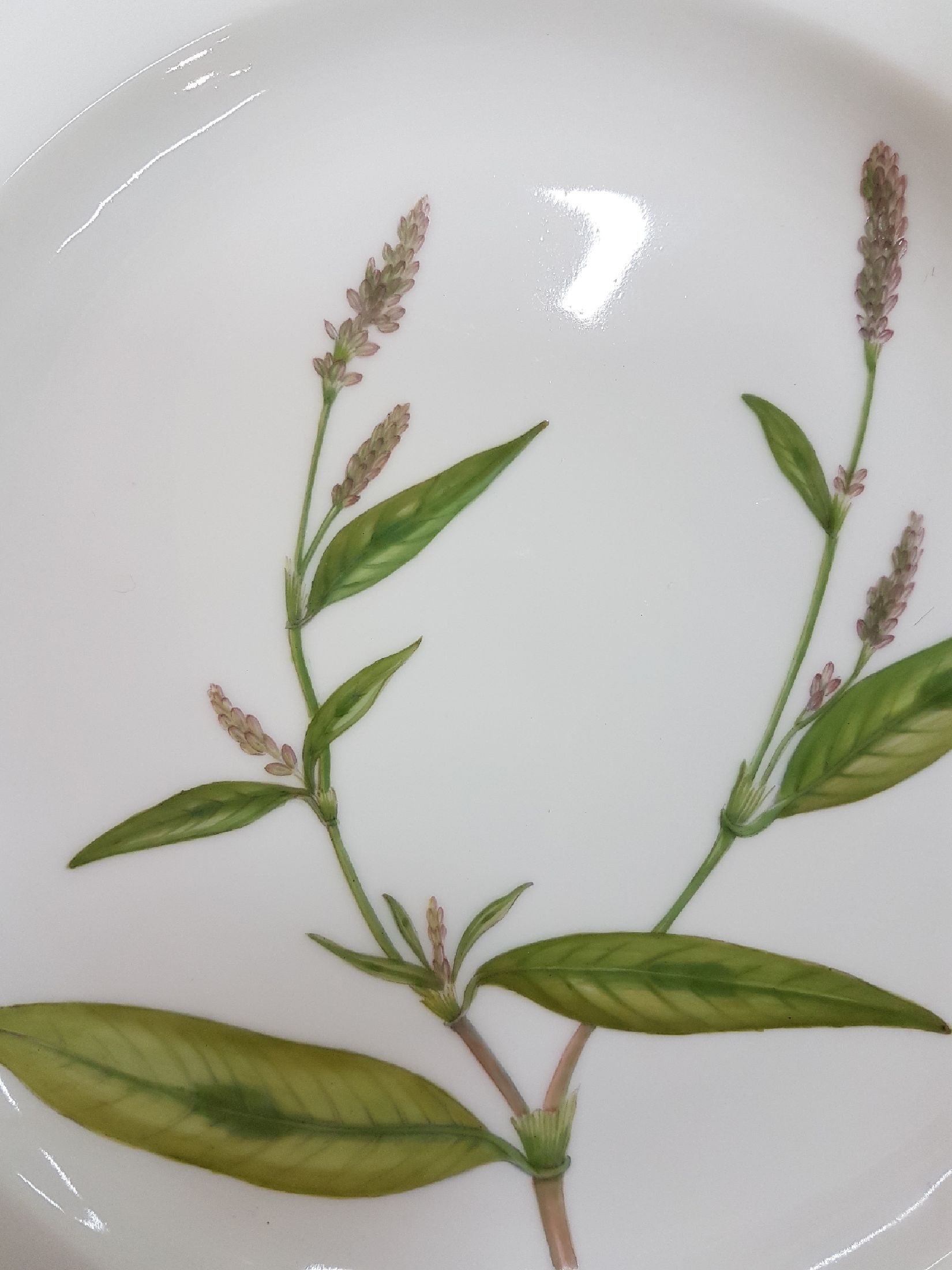 Detail c: Flacher Teller, Kgl. Kopenhagen, aus der Serie Flora Danica, Poligonium Persicaria L, bunt bemalt, Goldrand, D. ca. 25.5cm