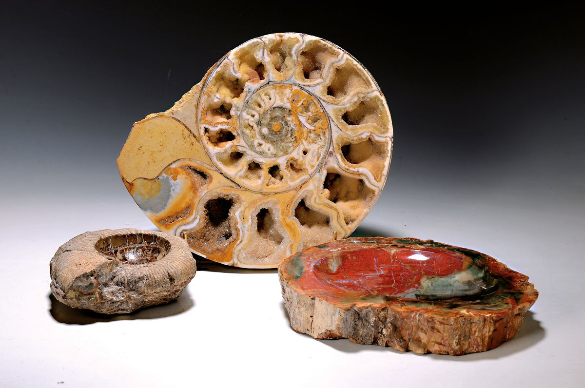 3 Versteinerungen/Fossilien, a) Schale aus versteinertem Holz, Oberfläche poliert, Seiten und Boden belassen, ca. 4.5x27.5x24cm; Ammonit, mit ...