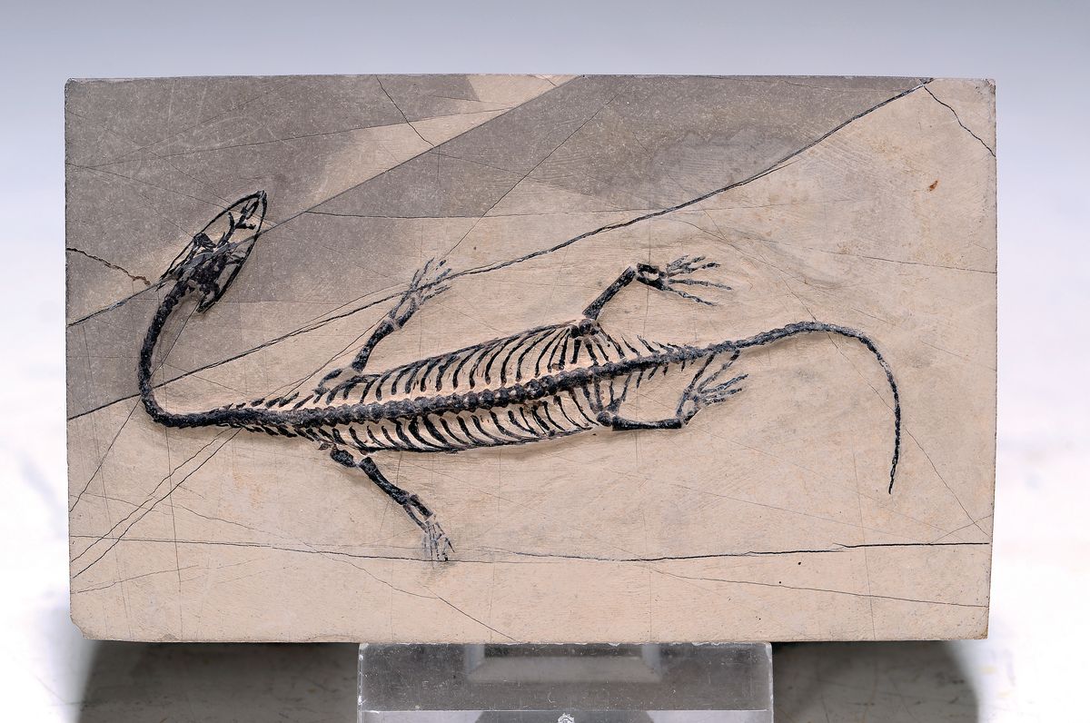 Schwimmsaurier-Baby, "Keichousaurus Hui" (Notholsaurus), Guizhou-Provinz China, 220 Mio. J.alt, perfekt erhaltenes Jungtier 10 cm mit ...