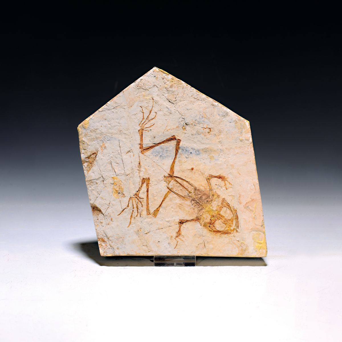 Seltener und besonders großer fossiler Frosch, "Genibatrachus baoshnesis" (15 cm) aus der Zeit der Dinosaurier, Unterkreide, 100-145 Mio. ...