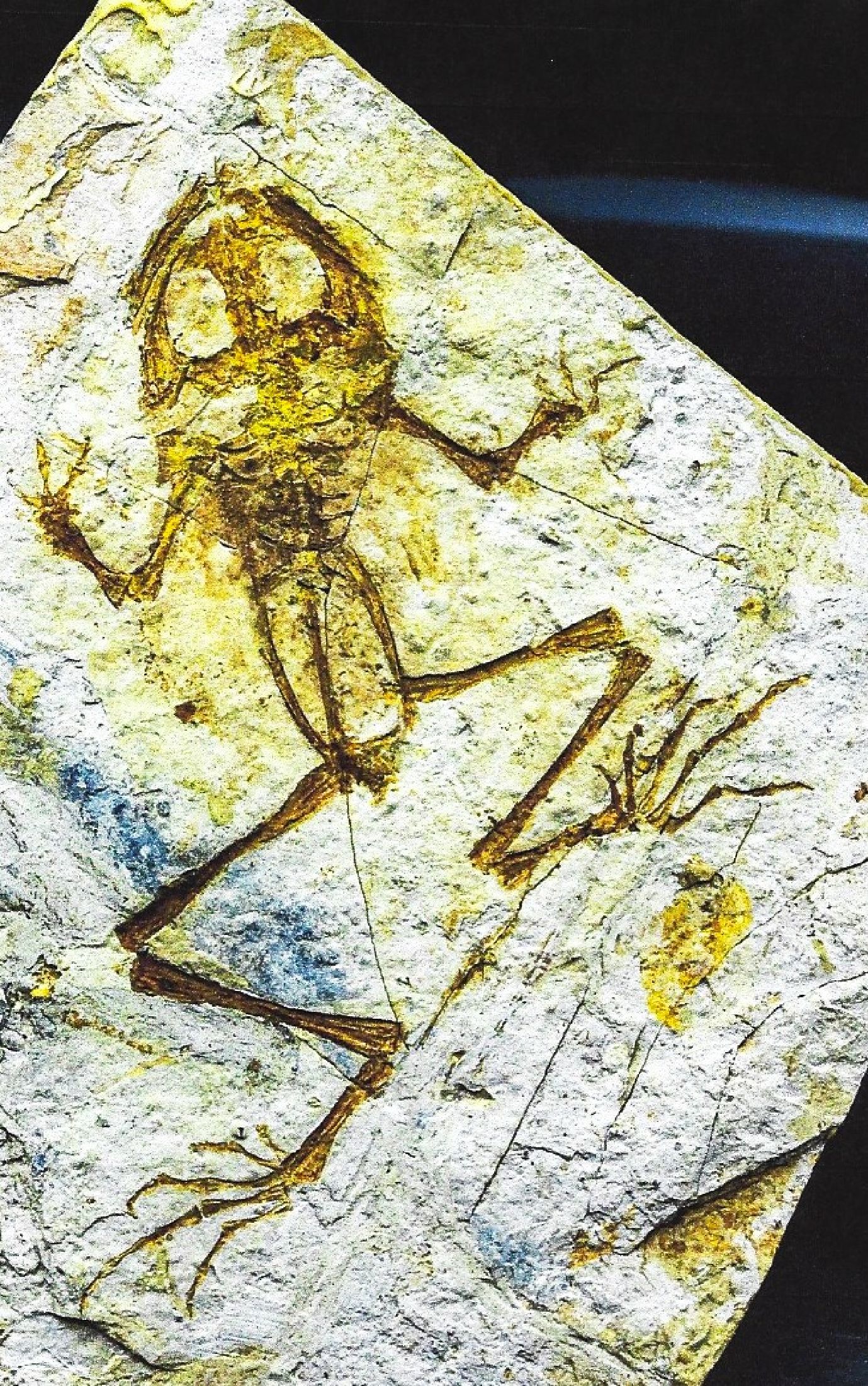 Detail a: Seltener und besonders großer fossiler Frosch, "Genibatrachus baoshnesis" (15 cm) aus der Zeit der Dinosaurier, Unterkreide, 100-145 Mio. ...