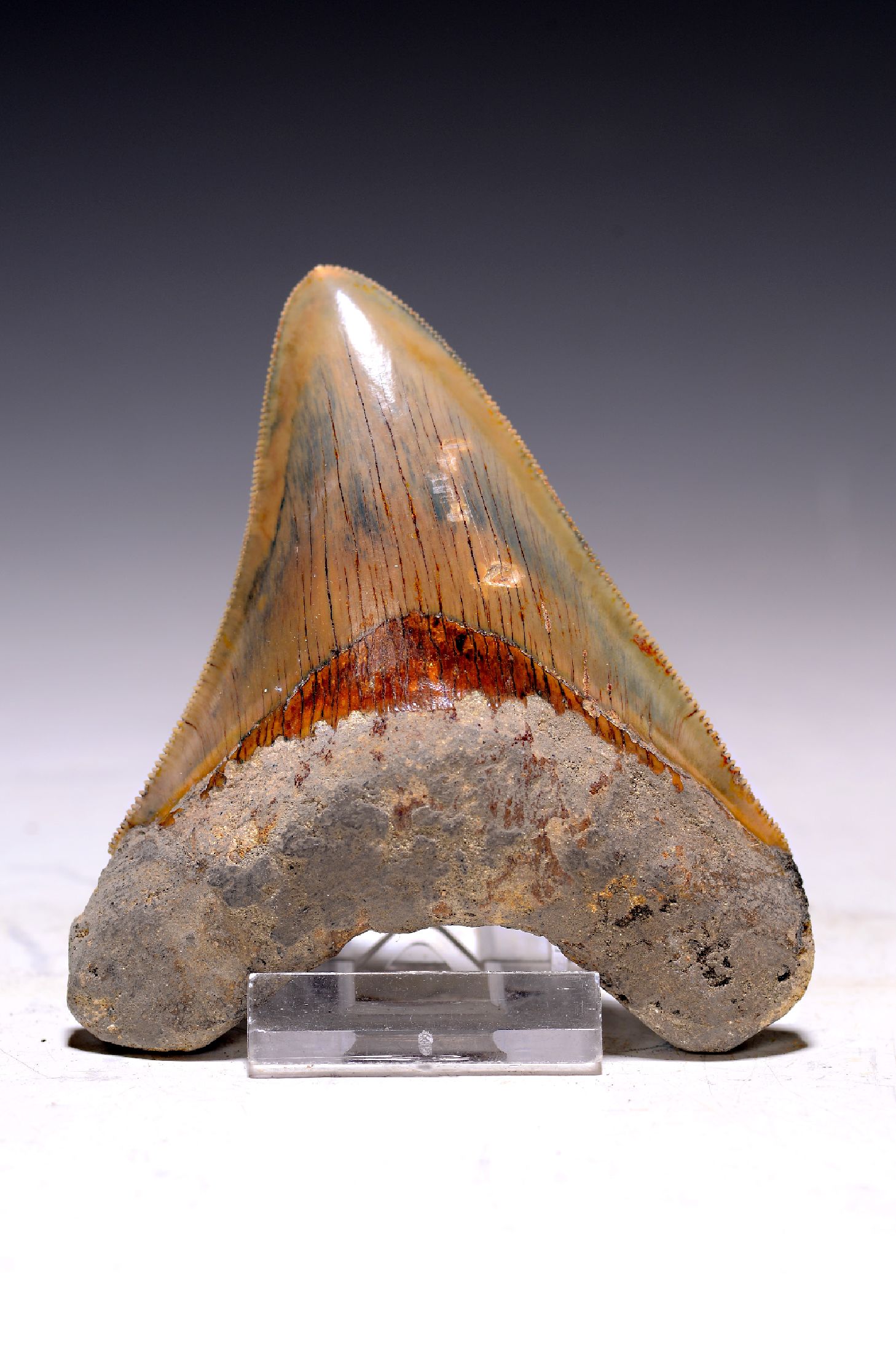 Megalodon, großer prähistorischer Haifisch- Zahn "Carcharocles megalodon", Indonesien, Cikalon, West Java, ca. 16-20 Mio. J. alt, Neogen ...