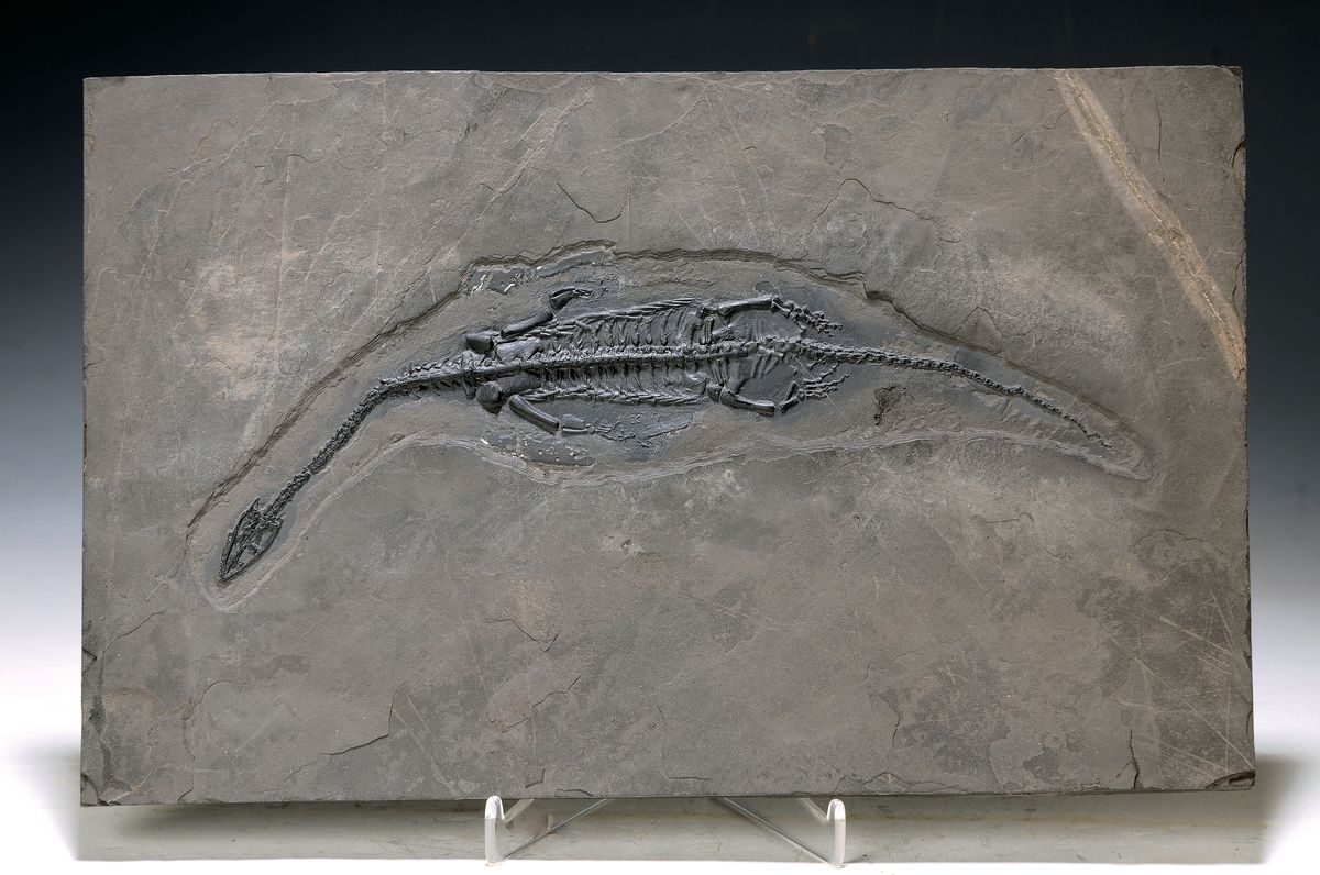 Keichousaurus-Hui (Nothosaurus), Guizhou- Provinz, China, 220 Mio. Jahre alt, perfekt erhaltenes Männchen 27 cm, filigrane schöne Details der ...