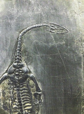 26714604b - Sehr großer u. kleiner Schwimmsaurier, Keichousaurus-Hui (Nothosaurus) auf einer Platte, Guizhou-Provinz, China 220 Mio. J. alt