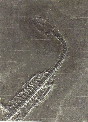 26714604c - Sehr großer u. kleiner Schwimmsaurier, Keichousaurus-Hui (Nothosaurus) auf einer Platte, Guizhou-Provinz, China 220 Mio. J. alt