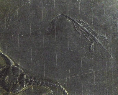 26714604d - Sehr großer u. kleiner Schwimmsaurier, Keichousaurus-Hui (Nothosaurus) auf einer Platte, Guizhou-Provinz, China 220 Mio. J. alt