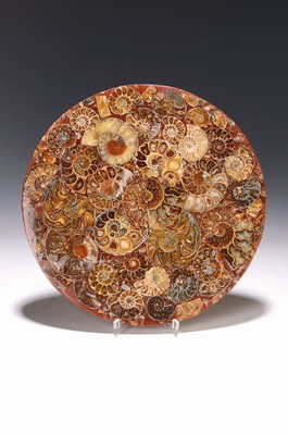 Image 26714851 - Large fossil ammonite disc from Madagascar, composition of 30 different ammonites assembled on a polymer support plate, diameter approx. 25cm, thickness 0.7cm, weight650 grams