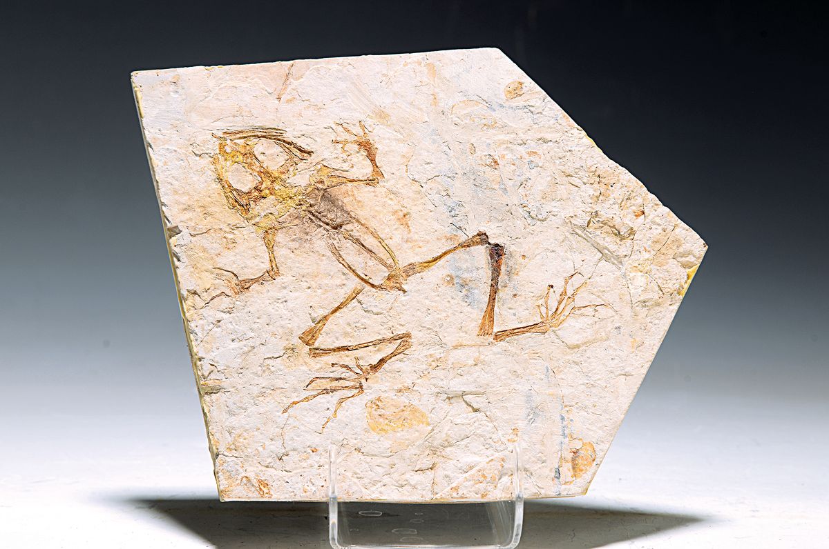 Besonders seltener, großer fossiler Frosch "Gerobatrachus baoshanensis", Unterkreide, ca. 100-145 Mio. J. alt, 15x12 cm, 410g, sehr gute ...