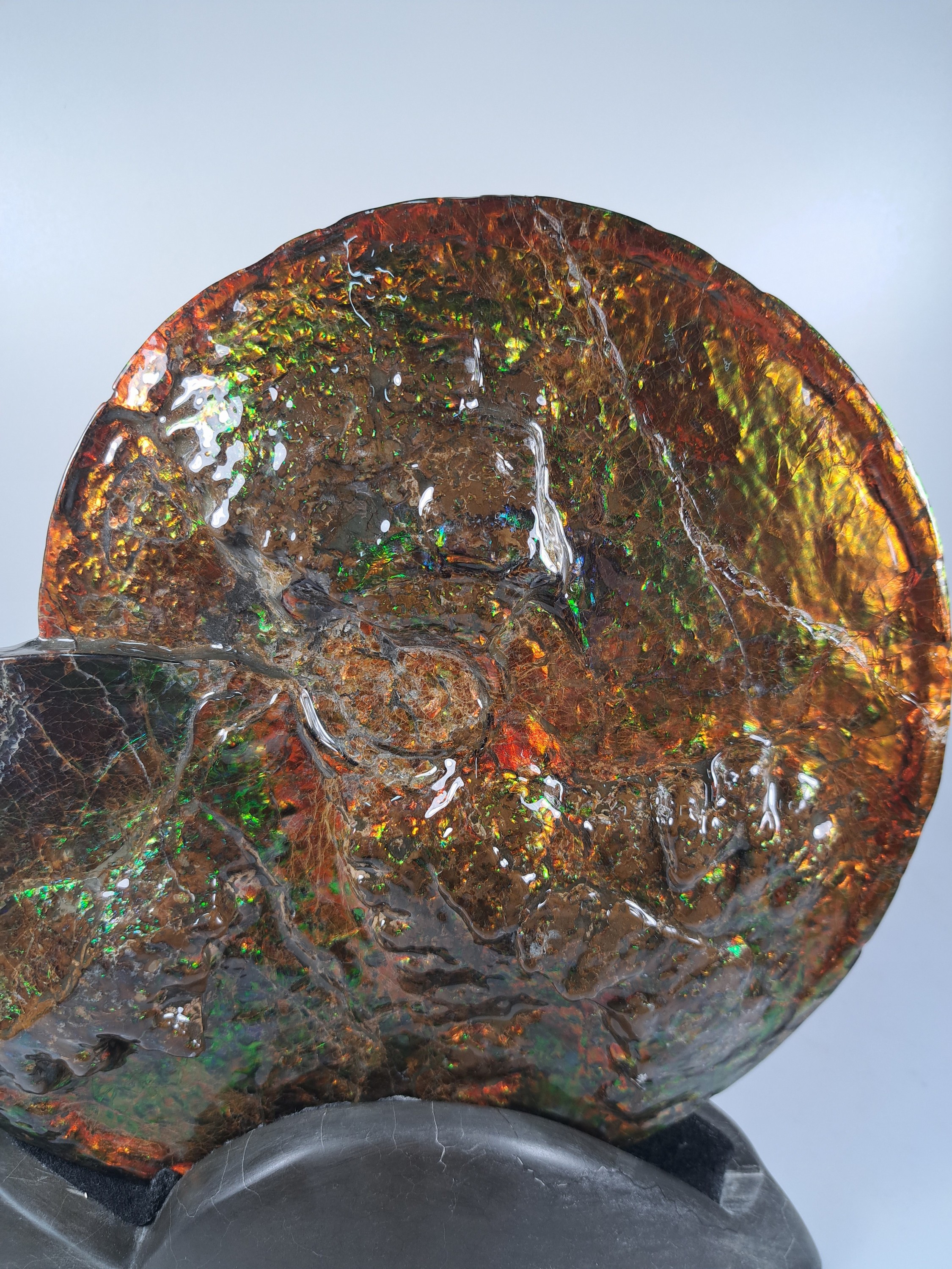 Detail a: Ammolit, Kanada, Kreidezeit, Bearpaw Formation, ca. 71 Millionen Jahre alt, opaleszierende Farben in Rot, Orange-, Gelb, Grün- und Violetttönen, ...