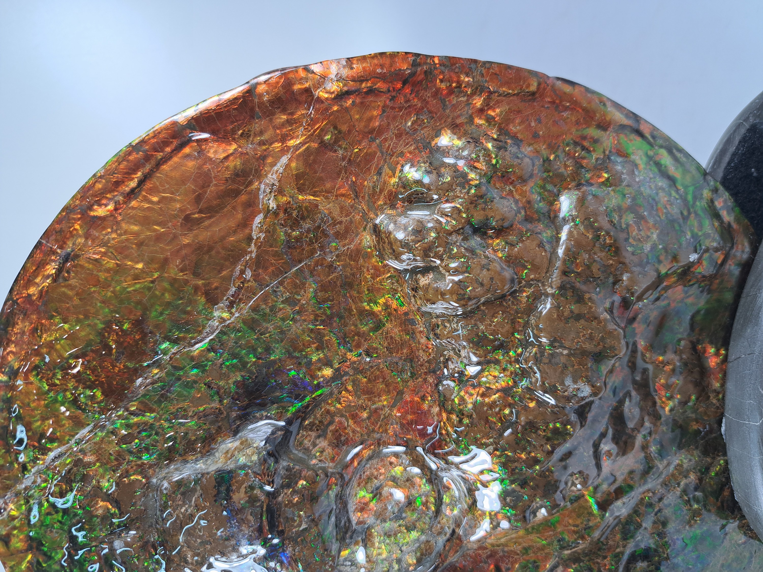 Detail d: Ammolit, Kanada, Kreidezeit, Bearpaw Formation, ca. 71 Millionen Jahre alt, opaleszierende Farben in Rot, Orange-, Gelb, Grün- und Violetttönen, ...