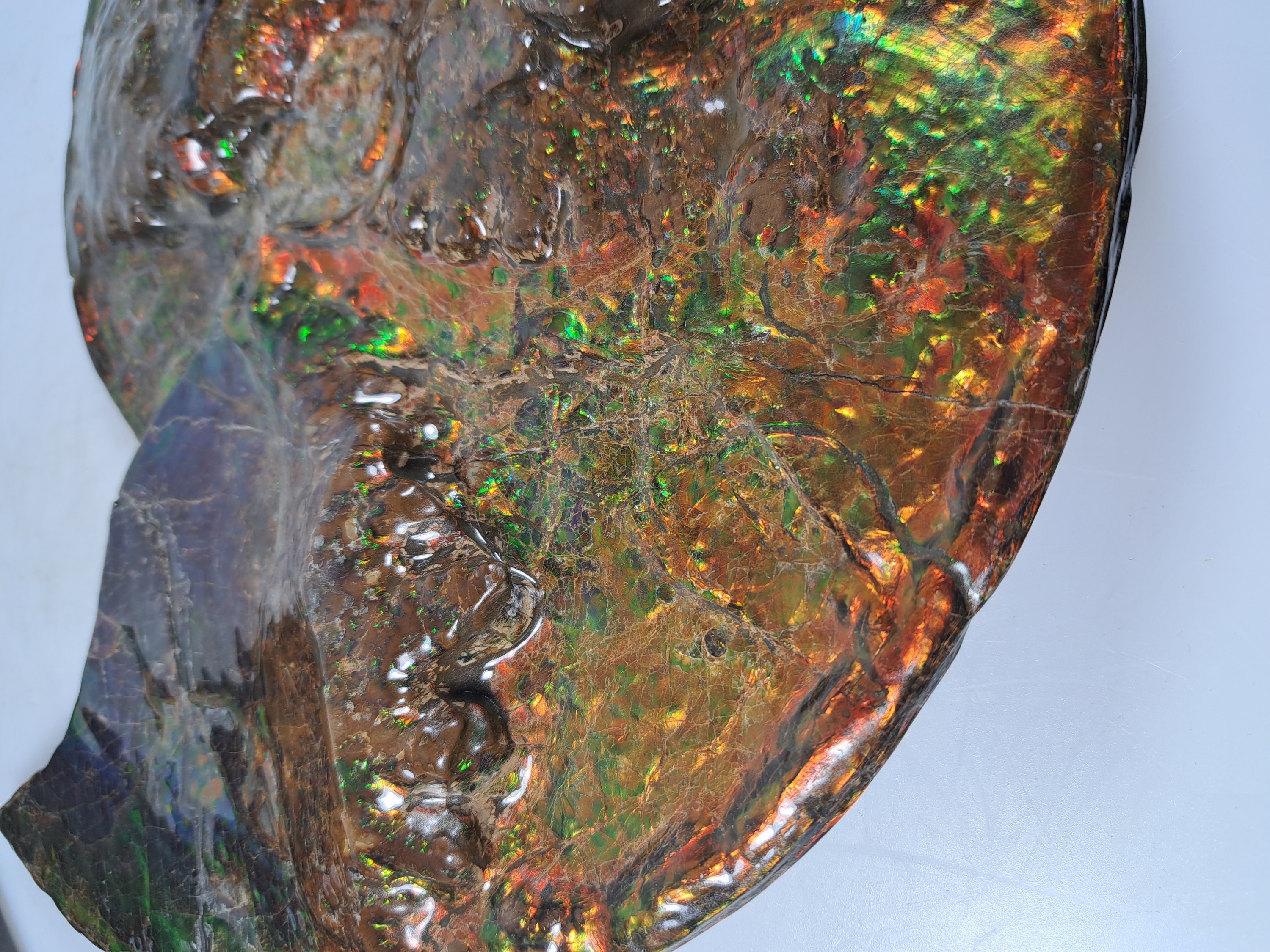 Detail e: Ammolit, Kanada, Kreidezeit, Bearpaw Formation, ca. 71 Millionen Jahre alt, opaleszierende Farben in Rot, Orange-, Gelb, Grün- und Violetttönen, ...