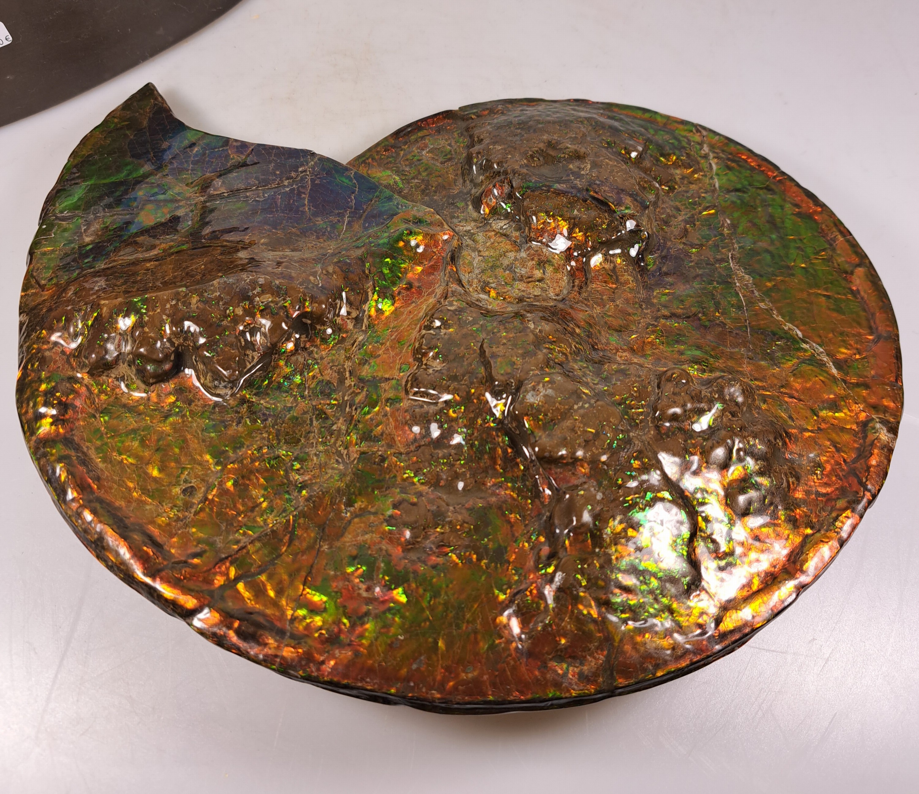 Detail f: Ammolit, Kanada, Kreidezeit, Bearpaw Formation, ca. 71 Millionen Jahre alt, opaleszierende Farben in Rot, Orange-, Gelb, Grün- und Violetttönen, ...