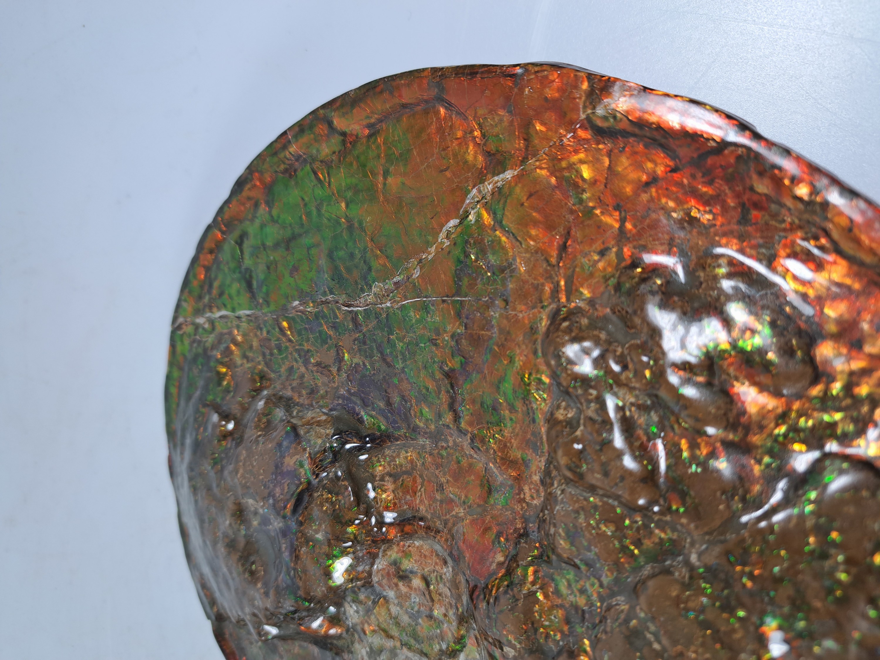 Detail g: Ammolit, Kanada, Kreidezeit, Bearpaw Formation, ca. 71 Millionen Jahre alt, opaleszierende Farben in Rot, Orange-, Gelb, Grün- und Violetttönen, ...