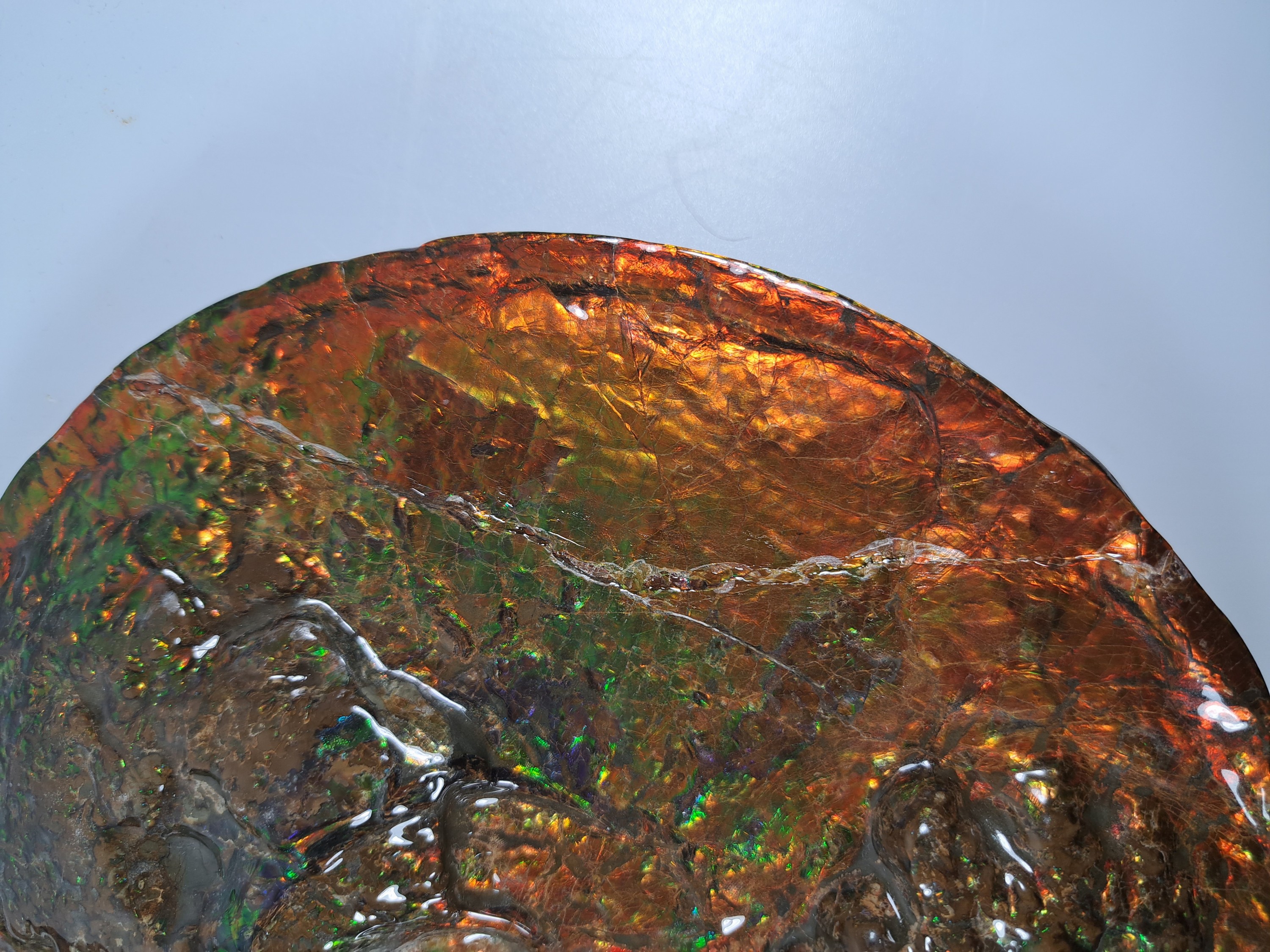 Detail h: Ammolit, Kanada, Kreidezeit, Bearpaw Formation, ca. 71 Millionen Jahre alt, opaleszierende Farben in Rot, Orange-, Gelb, Grün- und Violetttönen, ...