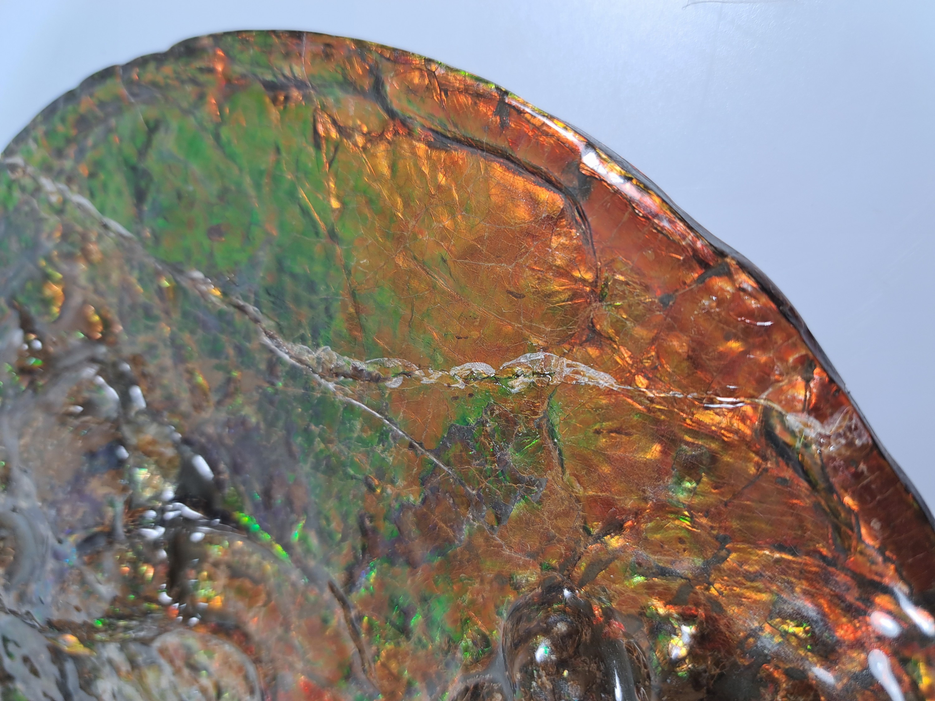 Detail i: Ammolit, Kanada, Kreidezeit, Bearpaw Formation, ca. 71 Millionen Jahre alt, opaleszierende Farben in Rot, Orange-, Gelb, Grün- und Violetttönen, ...