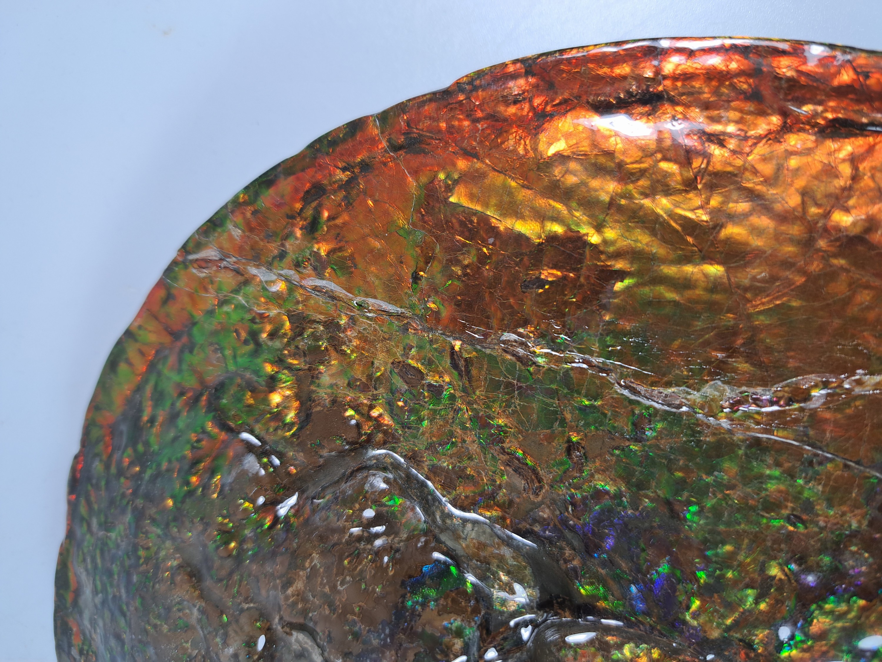 Detail j: Ammolit, Kanada, Kreidezeit, Bearpaw Formation, ca. 71 Millionen Jahre alt, opaleszierende Farben in Rot, Orange-, Gelb, Grün- und Violetttönen, ...