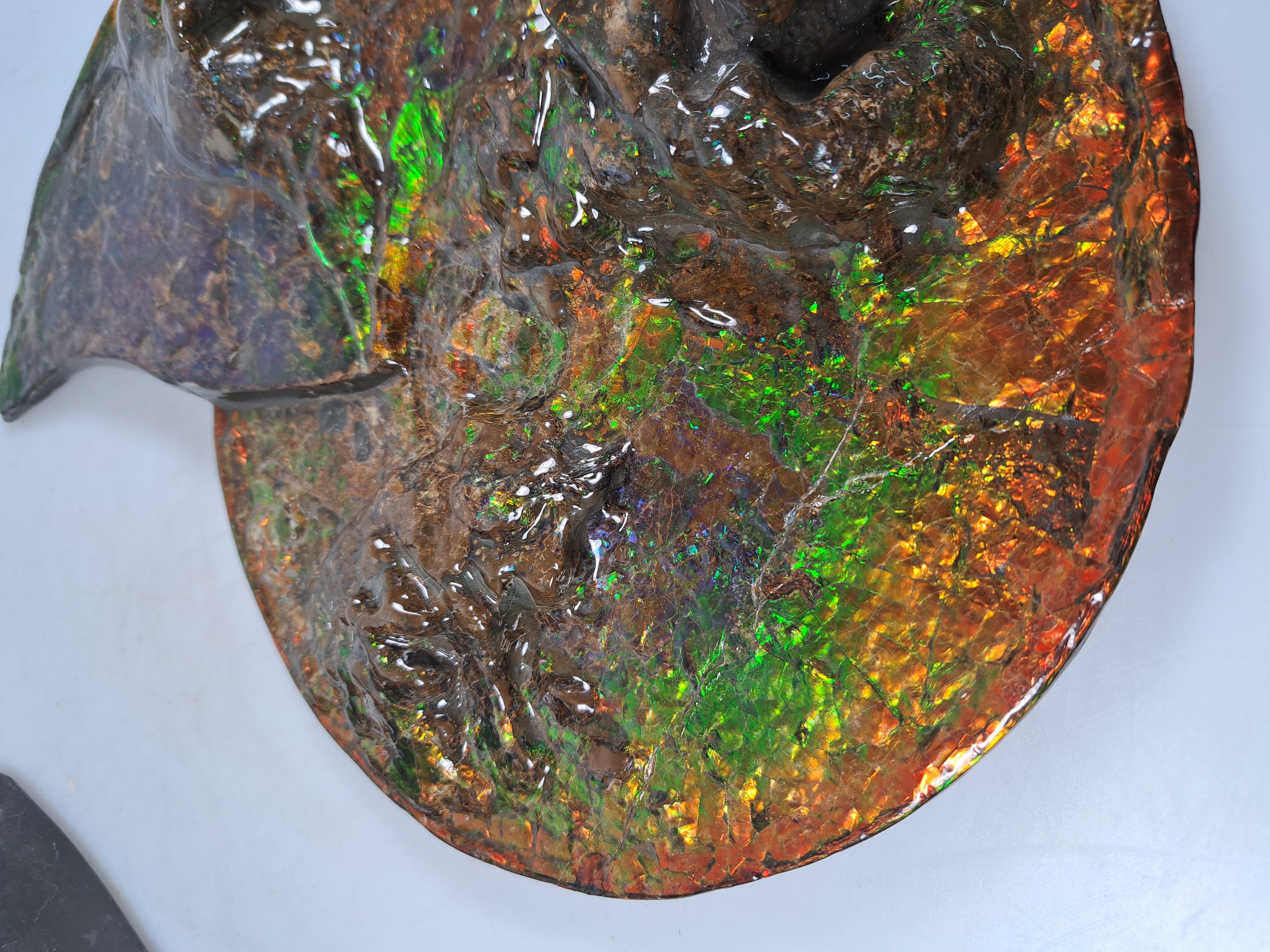 Detail k: Ammolit, Kanada, Kreidezeit, Bearpaw Formation, ca. 71 Millionen Jahre alt, opaleszierende Farben in Rot, Orange-, Gelb, Grün- und Violetttönen, ...