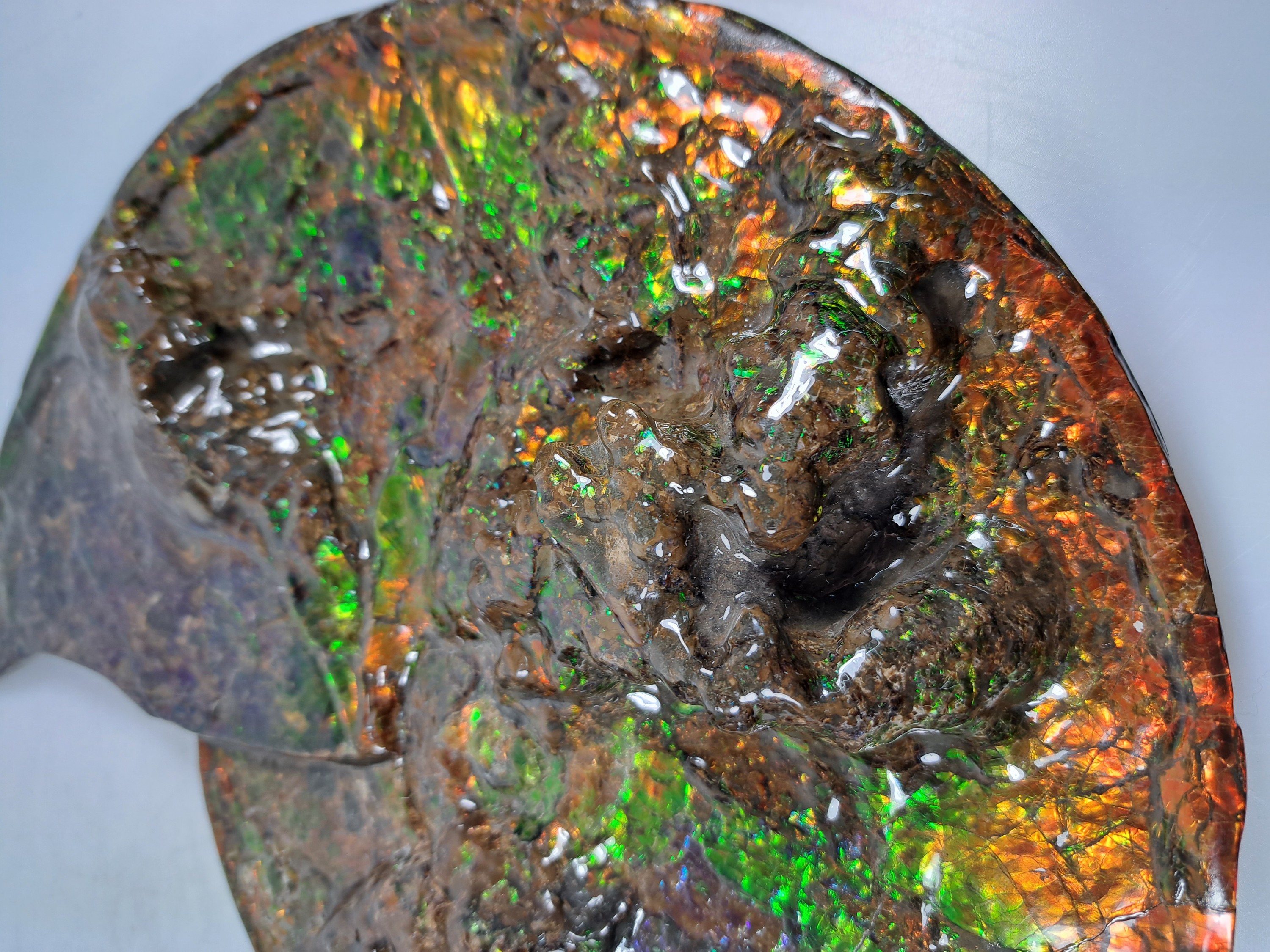 Detail l: Ammolit, Kanada, Kreidezeit, Bearpaw Formation, ca. 71 Millionen Jahre alt, opaleszierende Farben in Rot, Orange-, Gelb, Grün- und Violetttönen, ...