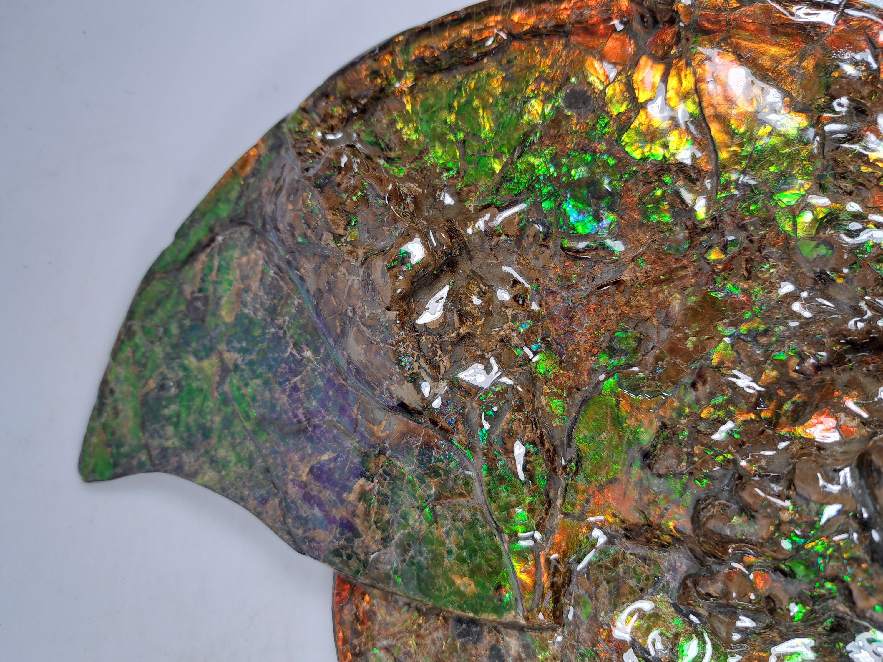 Detail m: Ammolit, Kanada, Kreidezeit, Bearpaw Formation, ca. 71 Millionen Jahre alt, opaleszierende Farben in Rot, Orange-, Gelb, Grün- und Violetttönen, ...