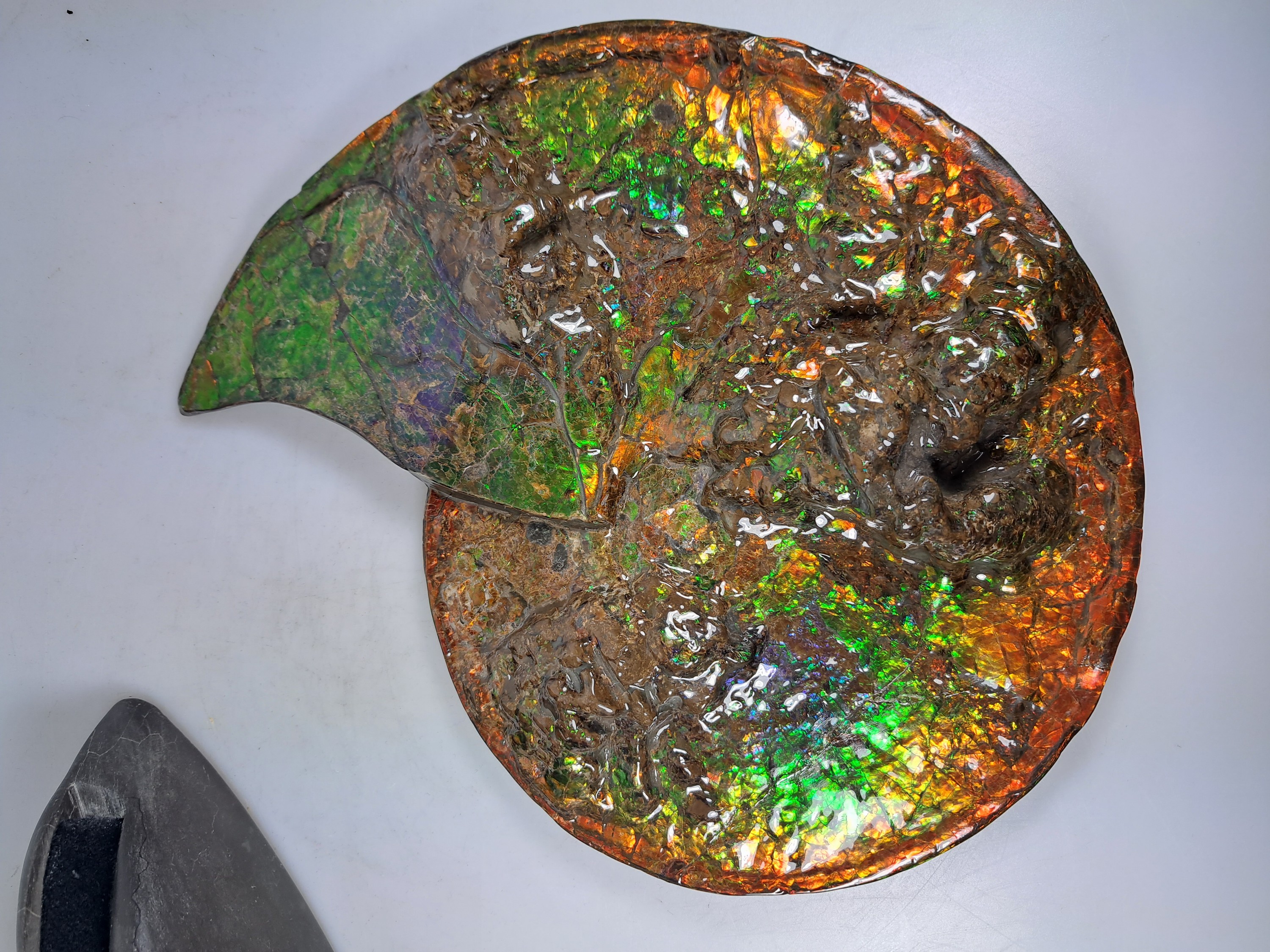 Detail o: Ammolit, Kanada, Kreidezeit, Bearpaw Formation, ca. 71 Millionen Jahre alt, opaleszierende Farben in Rot, Orange-, Gelb, Grün- und Violetttönen, ...