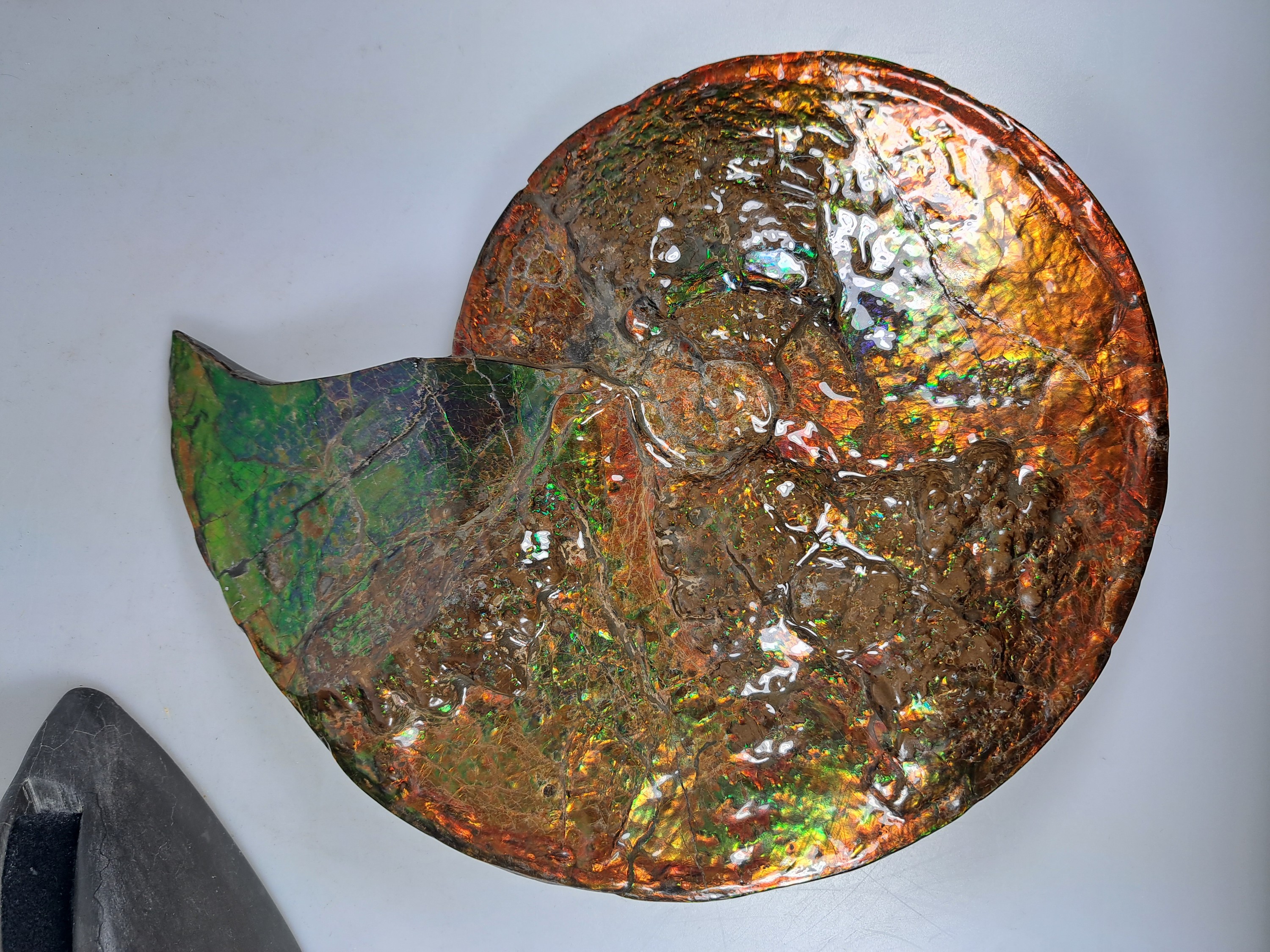 Detail p: Ammolit, Kanada, Kreidezeit, Bearpaw Formation, ca. 71 Millionen Jahre alt, opaleszierende Farben in Rot, Orange-, Gelb, Grün- und Violetttönen, ...