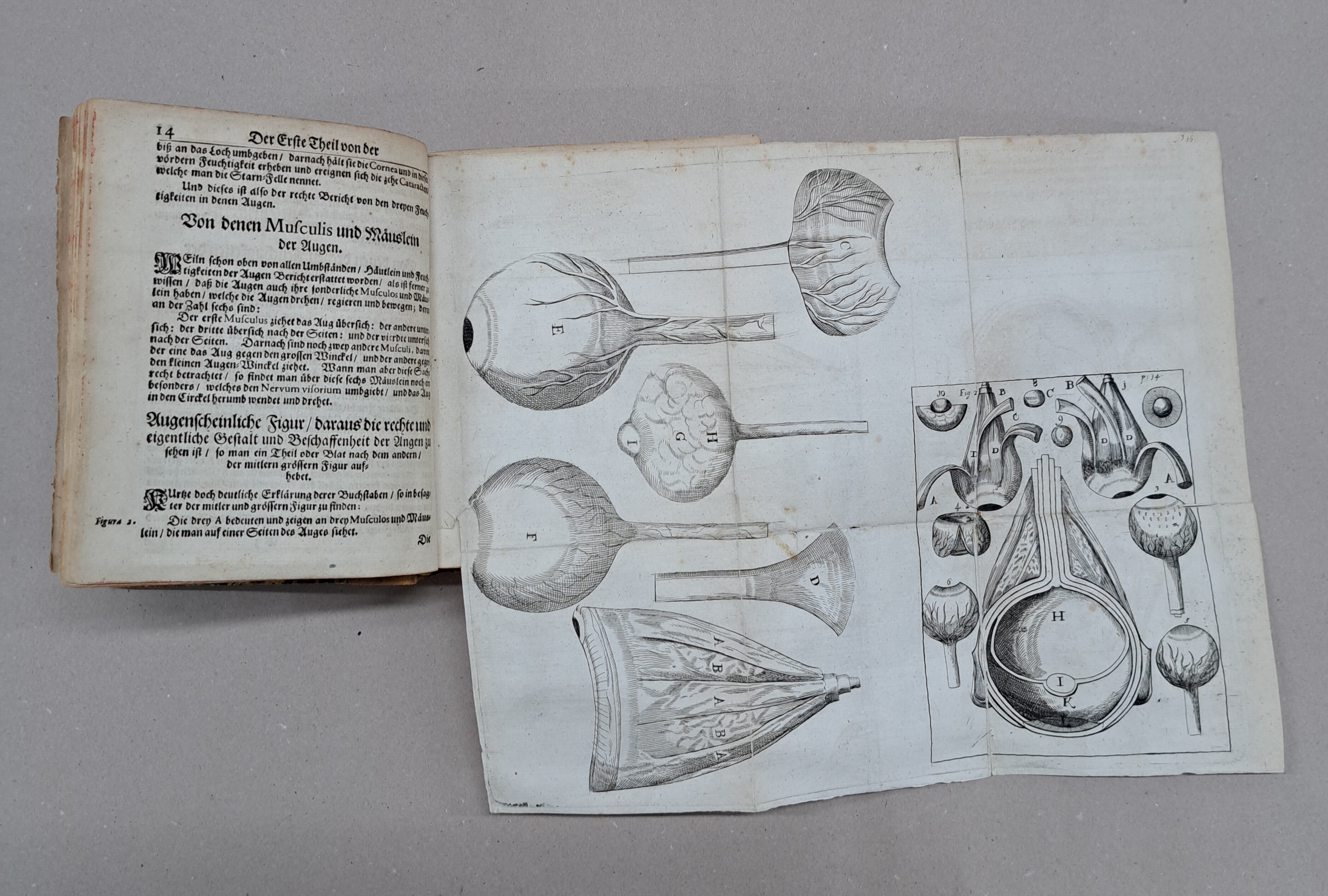 Detail d: Ophtalmologie: Georg Bartisch (1535-1607): Augen-Dienst. Bericht von allen und jeden in- und äusserlichen Mängelns, Schäden, Gebrechen und ...