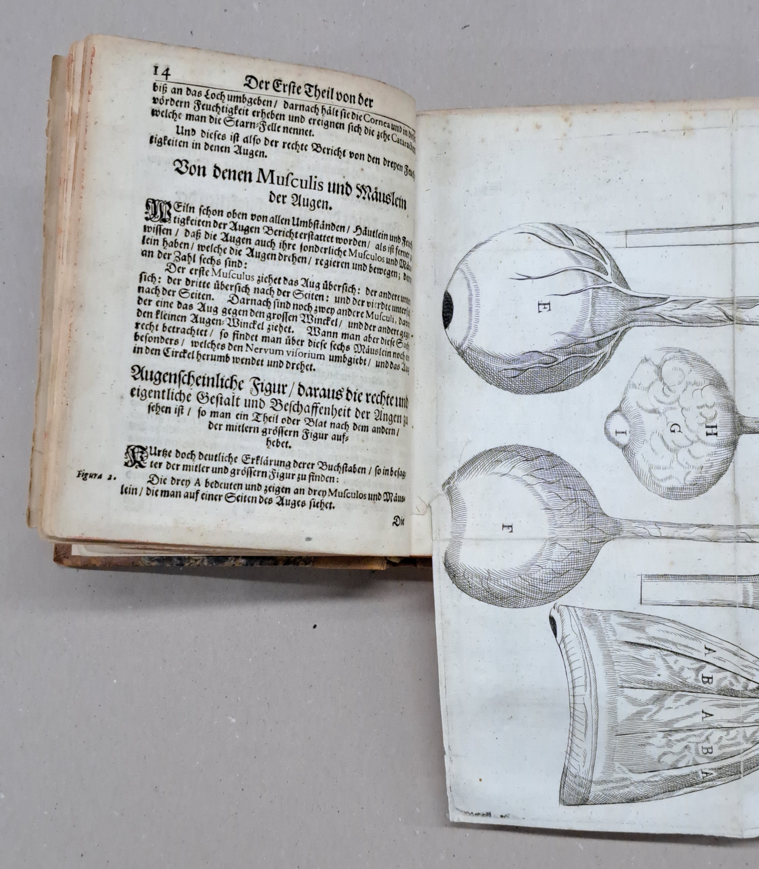 Detail f: Ophtalmologie: Georg Bartisch (1535-1607): Augen-Dienst. Bericht von allen und jeden in- und äusserlichen Mängelns, Schäden, Gebrechen und ...