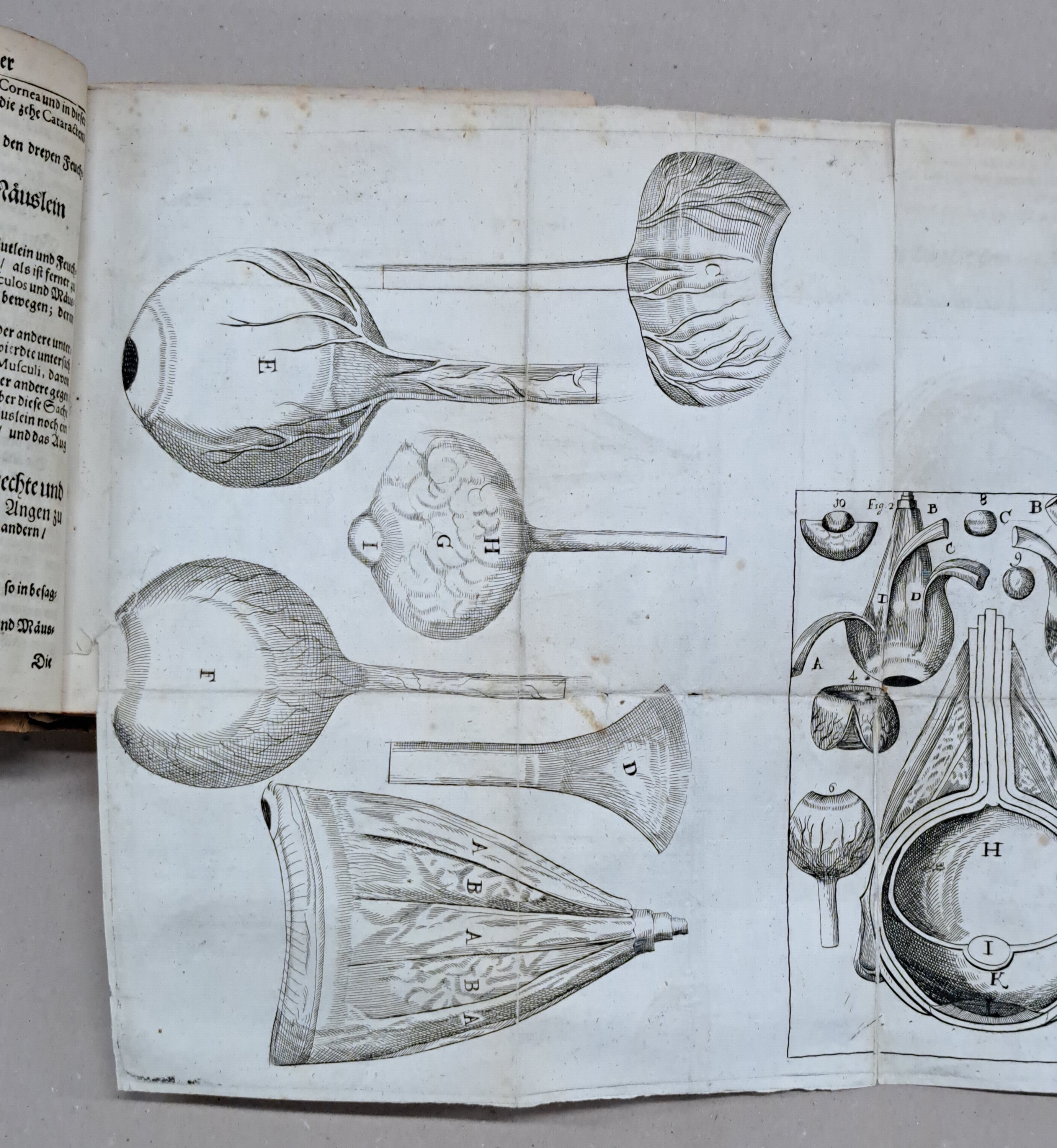 Detail g: Ophtalmologie: Georg Bartisch (1535-1607): Augen-Dienst. Bericht von allen und jeden in- und äusserlichen Mängelns, Schäden, Gebrechen und ...