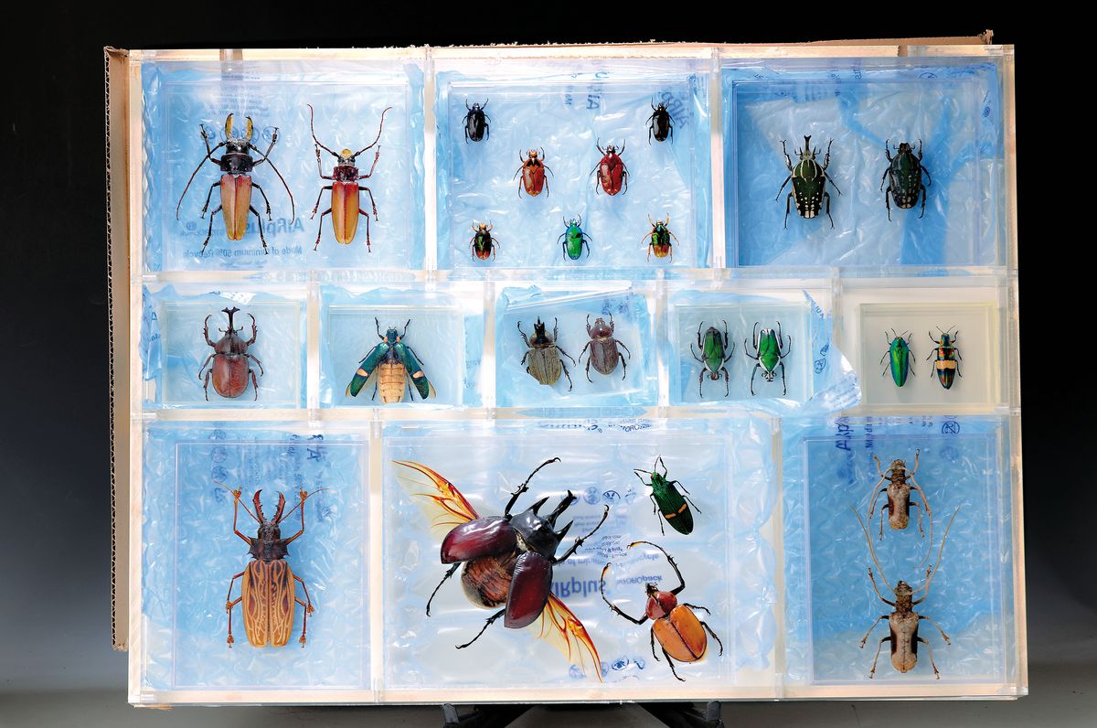 Sammlung aus 18 Schaukästen mit Insektenpräparaten, 2. Hälfte 20.Jh., Totenkopfschwärmer, Morpho hercules, Schaukästen mit den ...