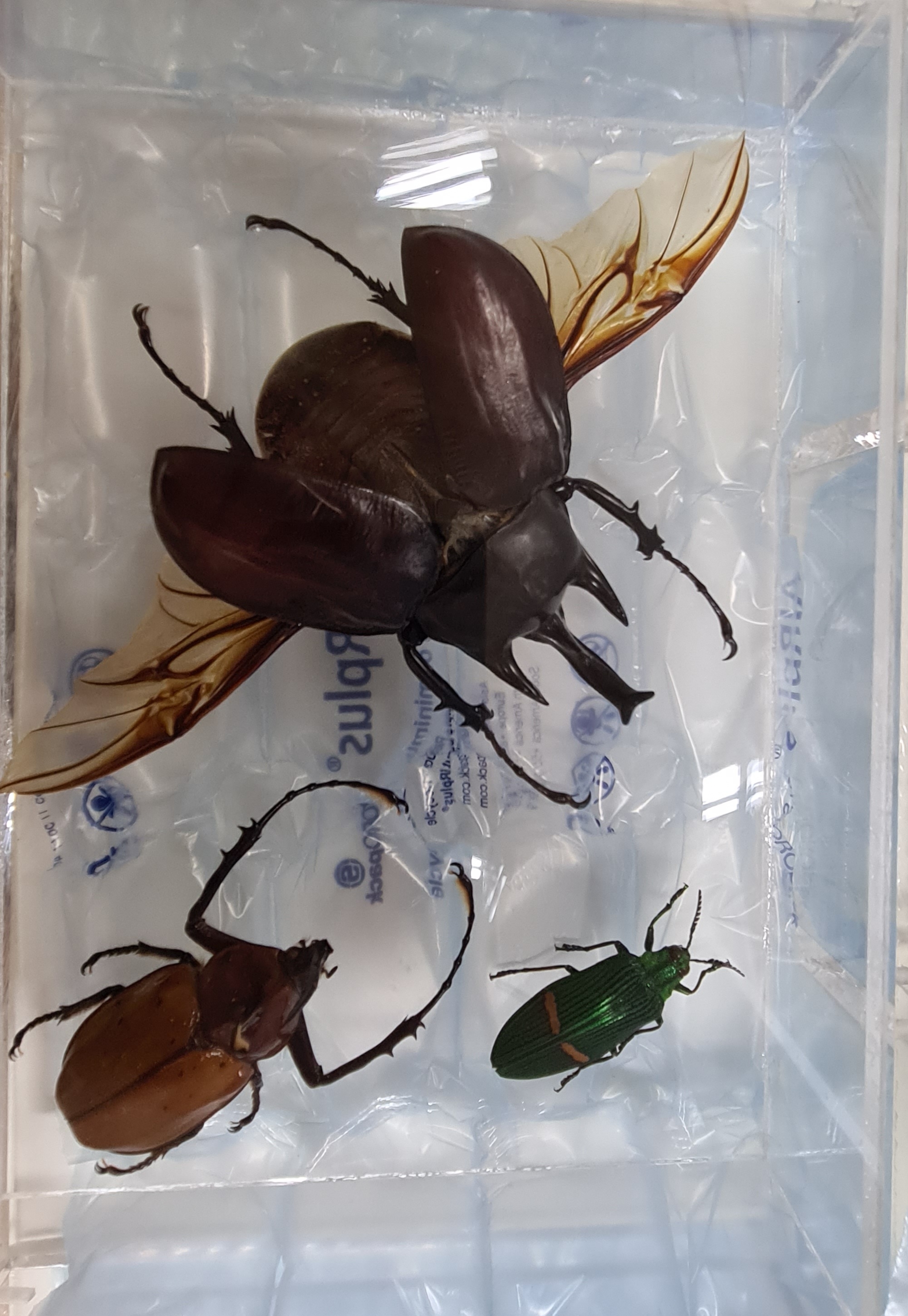 Detail a: Sammlung aus 18 Schaukästen mit Insektenpräparaten, 2. Hälfte 20.Jh., Totenkopfschwärmer, Morpho hercules, Schaukästen mit den ...