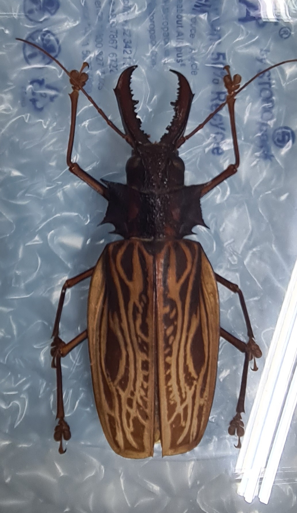 Detail b: Sammlung aus 18 Schaukästen mit Insektenpräparaten, 2. Hälfte 20.Jh., Totenkopfschwärmer, Morpho hercules, Schaukästen mit den ...