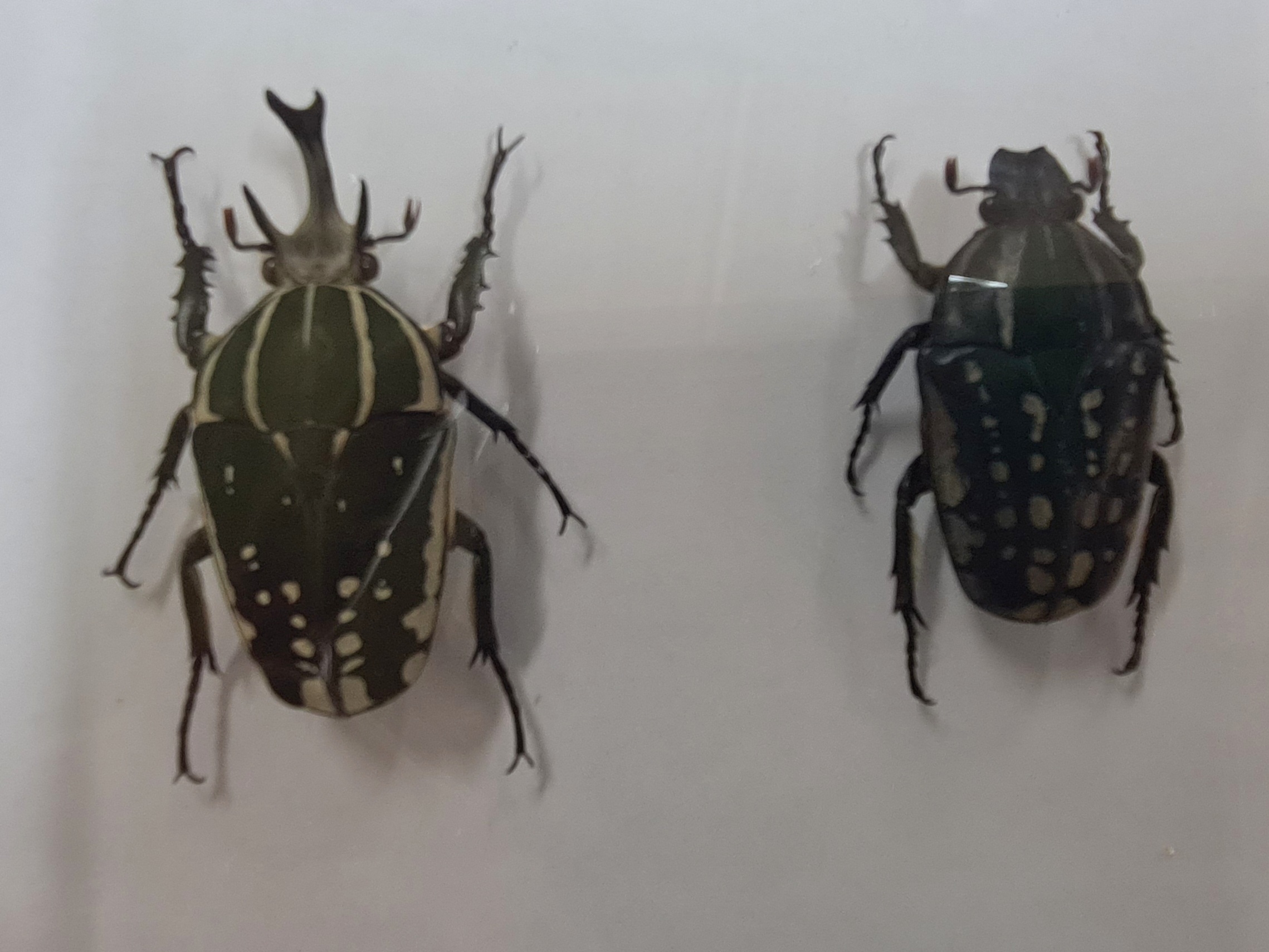 Detail c: Sammlung aus 18 Schaukästen mit Insektenpräparaten, 2. Hälfte 20.Jh., Totenkopfschwärmer, Morpho hercules, Schaukästen mit den ...