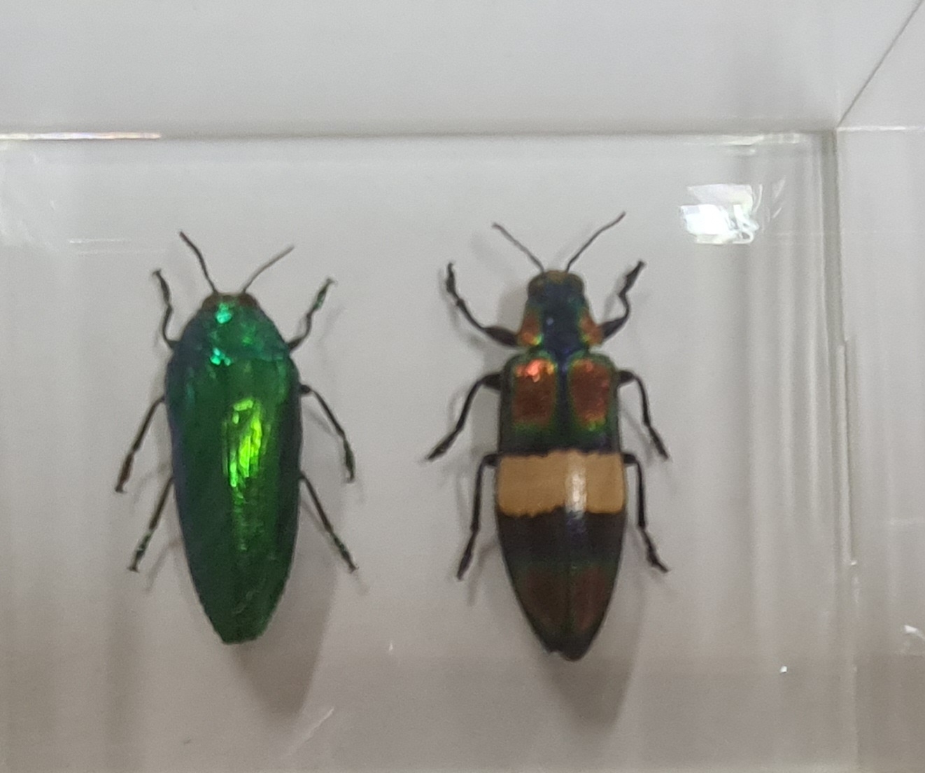 Detail d: Sammlung aus 18 Schaukästen mit Insektenpräparaten, 2. Hälfte 20.Jh., Totenkopfschwärmer, Morpho hercules, Schaukästen mit den ...