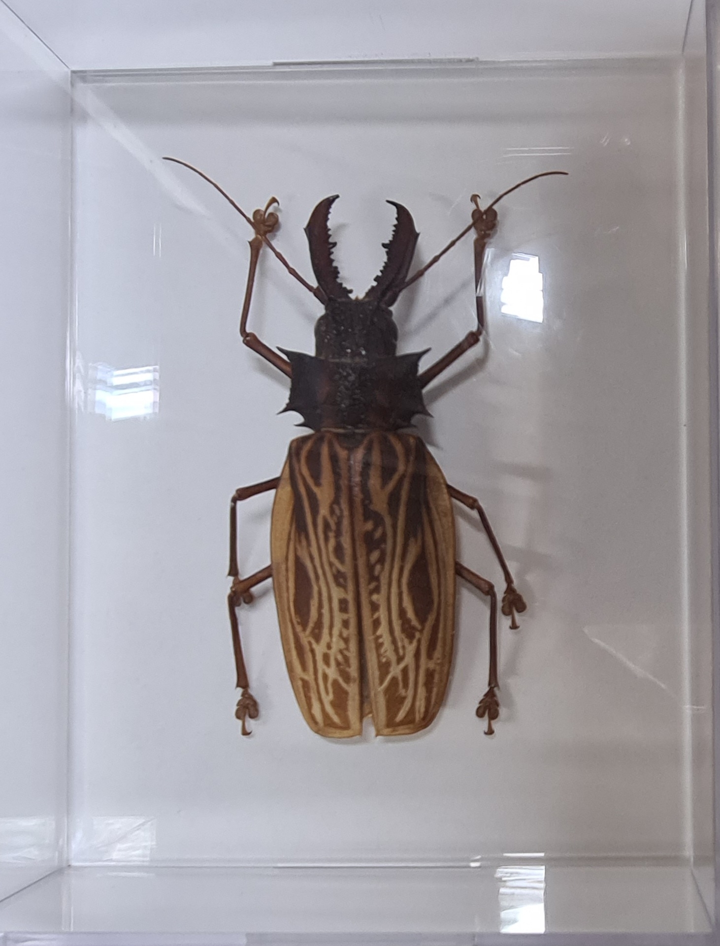 Detail e: Sammlung aus 18 Schaukästen mit Insektenpräparaten, 2. Hälfte 20.Jh., Totenkopfschwärmer, Morpho hercules, Schaukästen mit den ...
